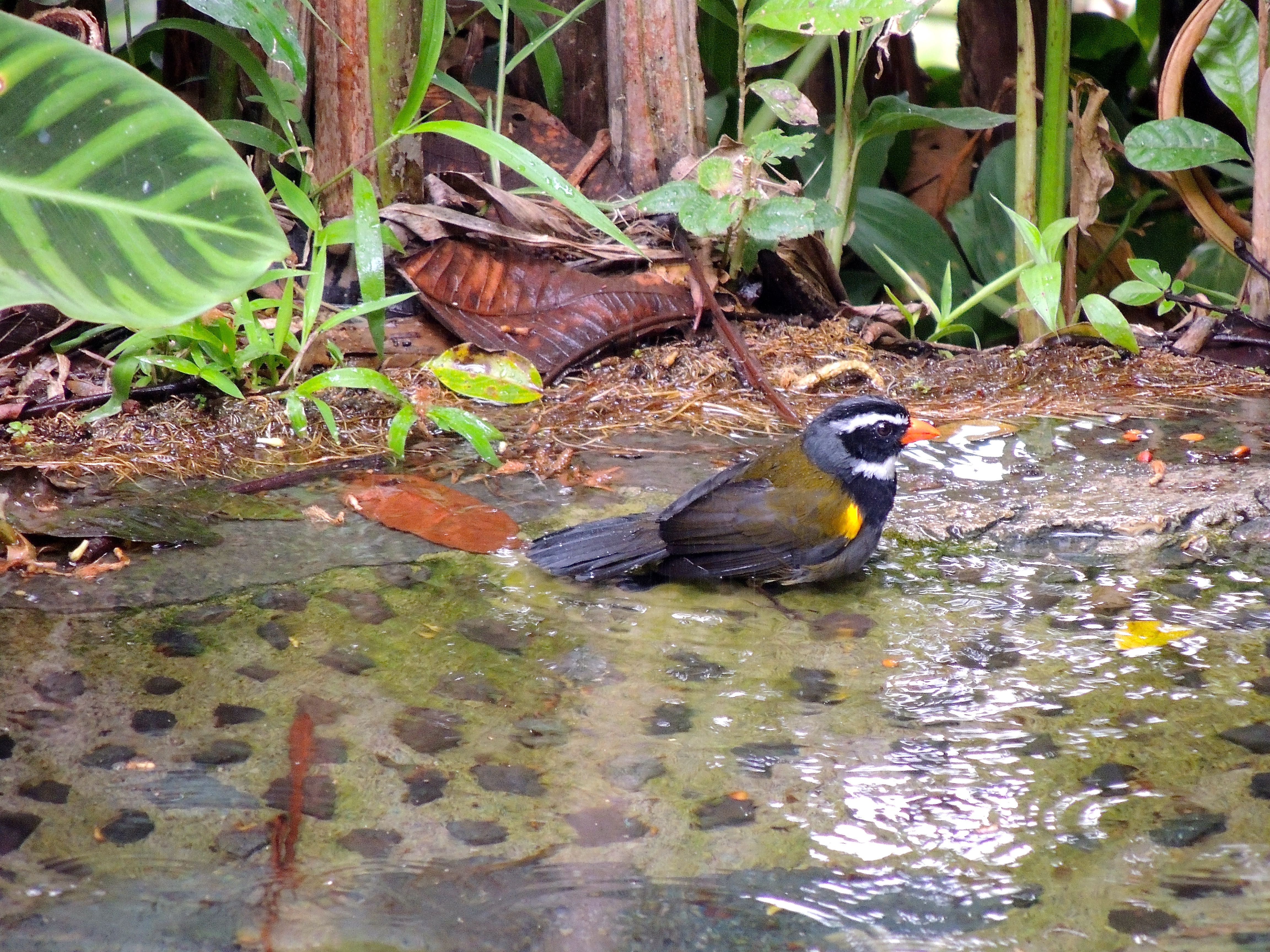 Orange-billed Sparrow