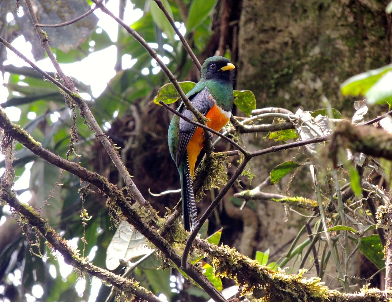 Orange-bellied Trogon