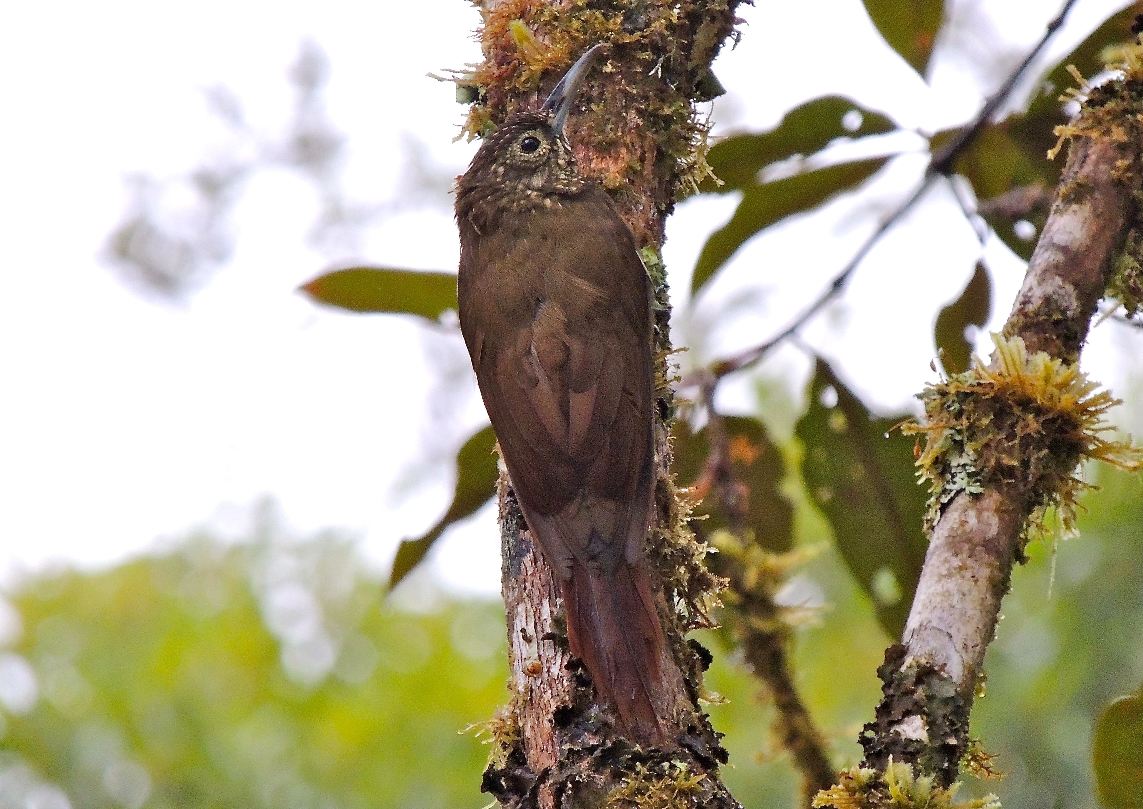 Olive-backed Woodcreeper