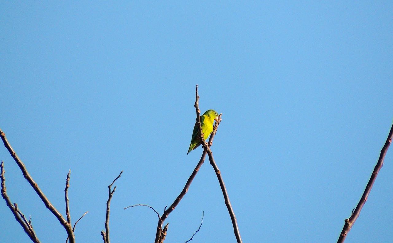 Orange-chinned Parakeet