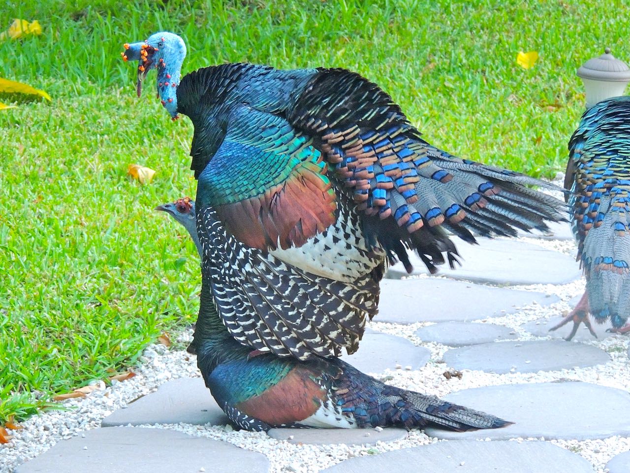 Ocellated Turkeys