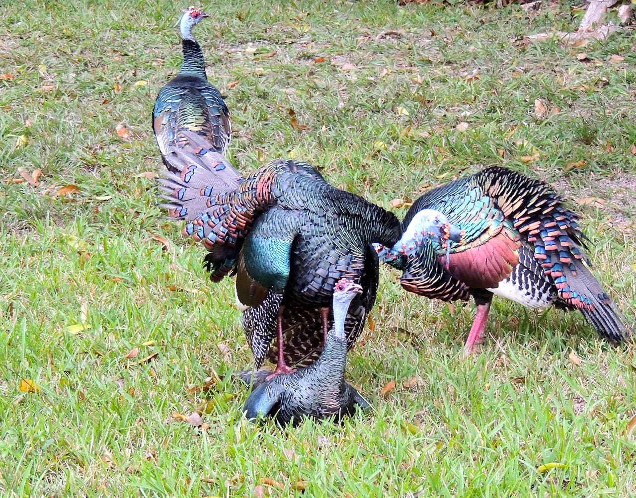 Ocellated Turkeys