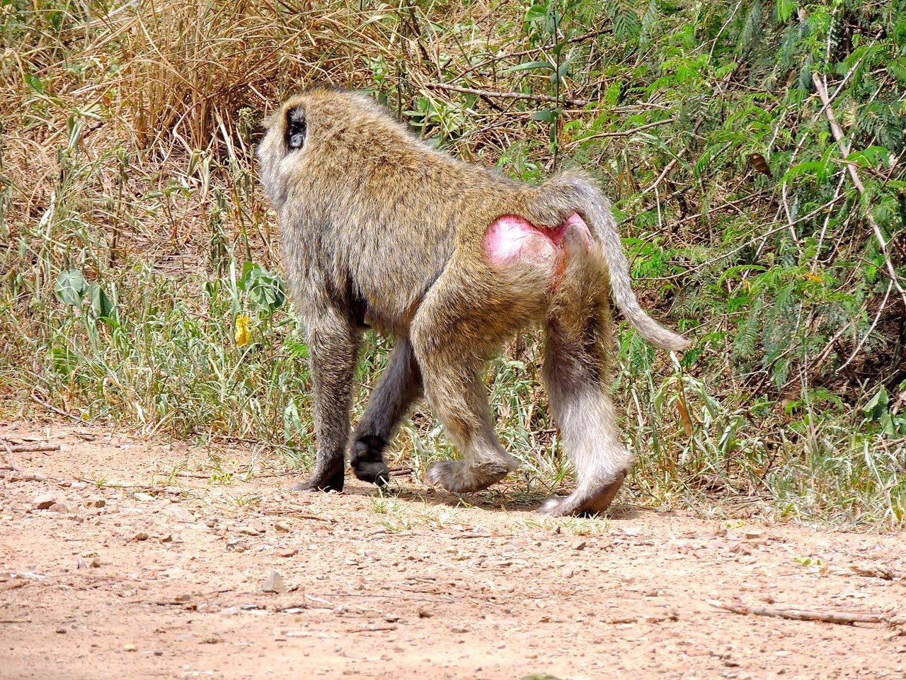 Olive Baboon