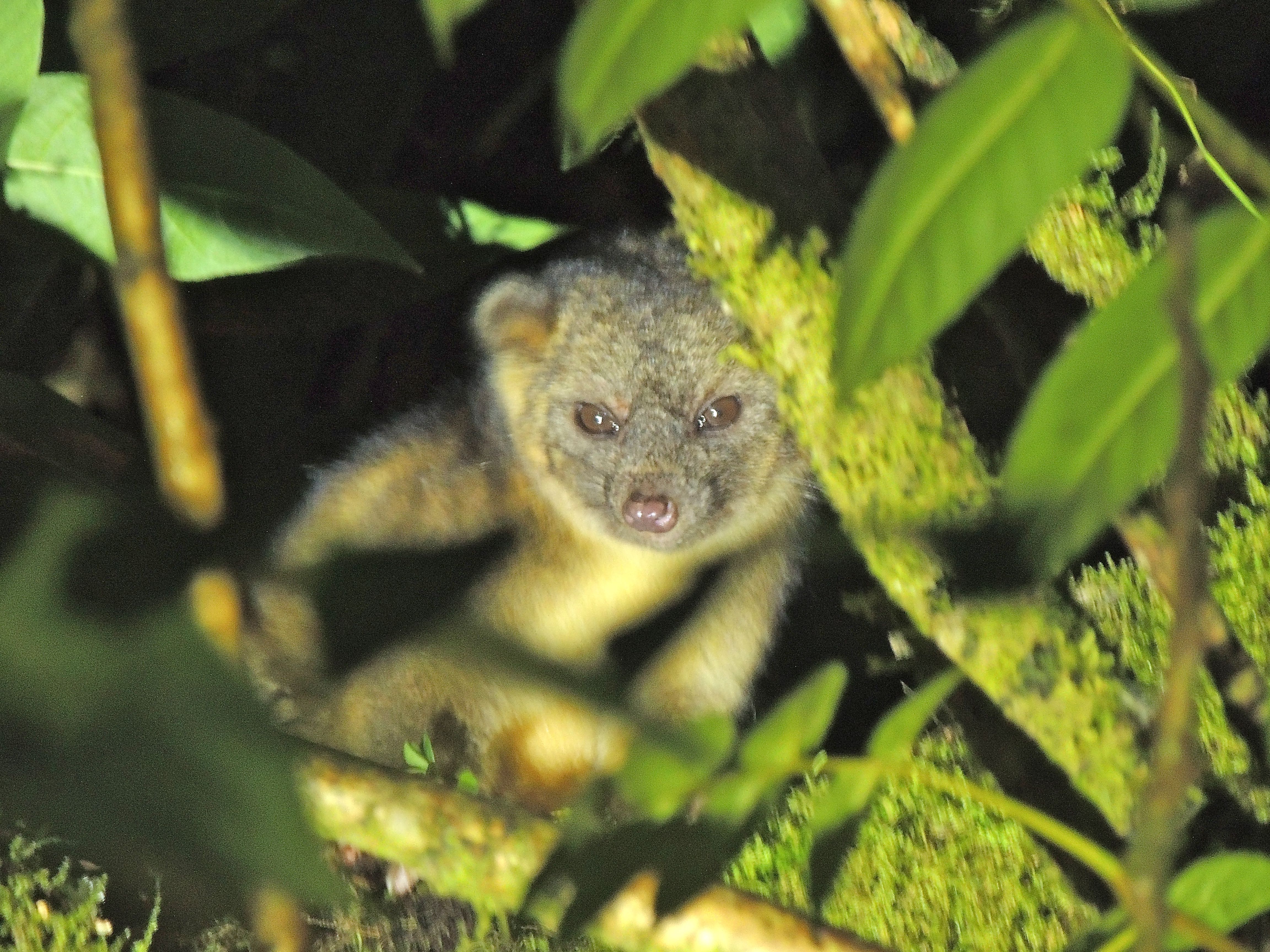 Olinguito