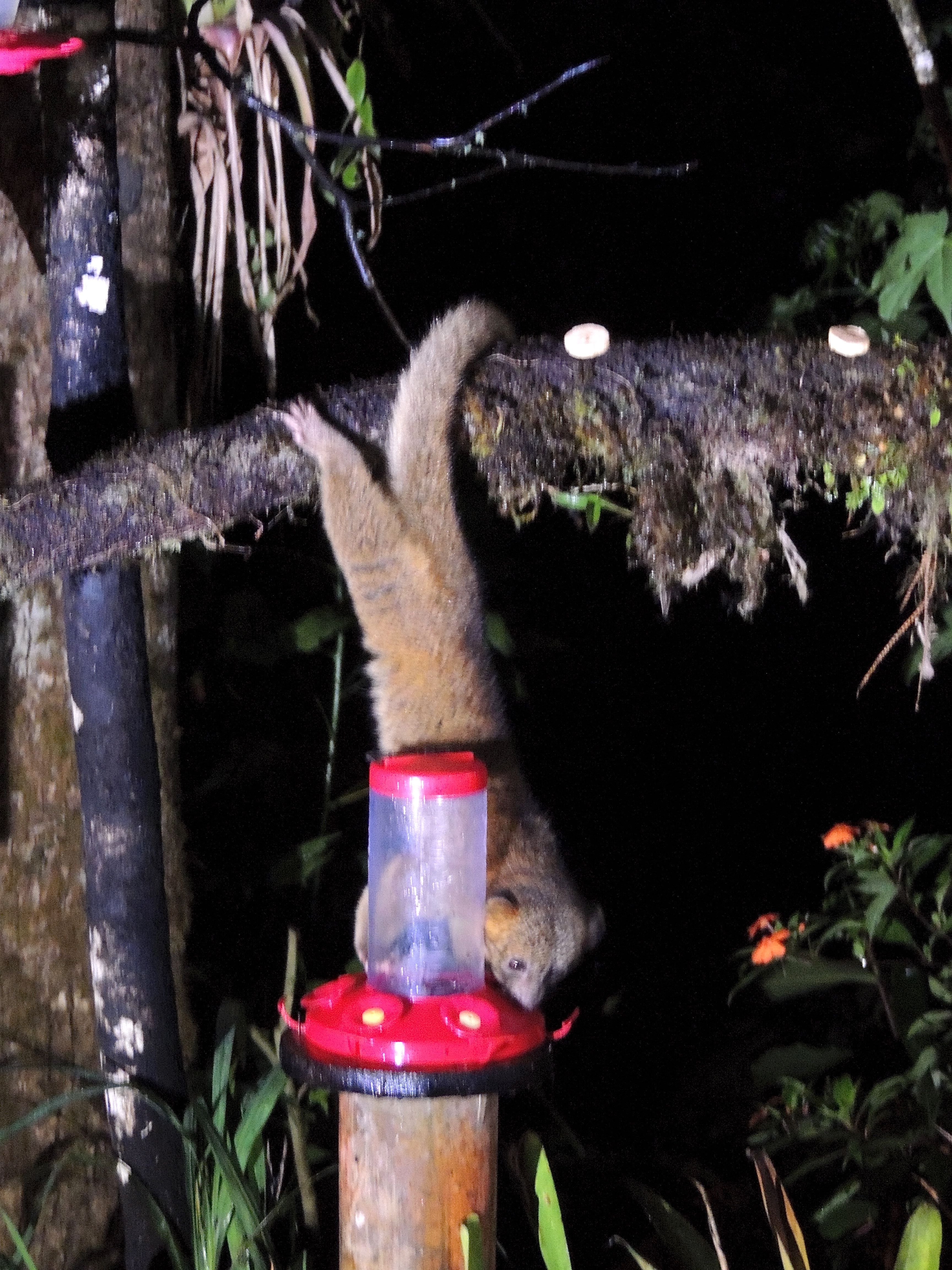 Olinguito