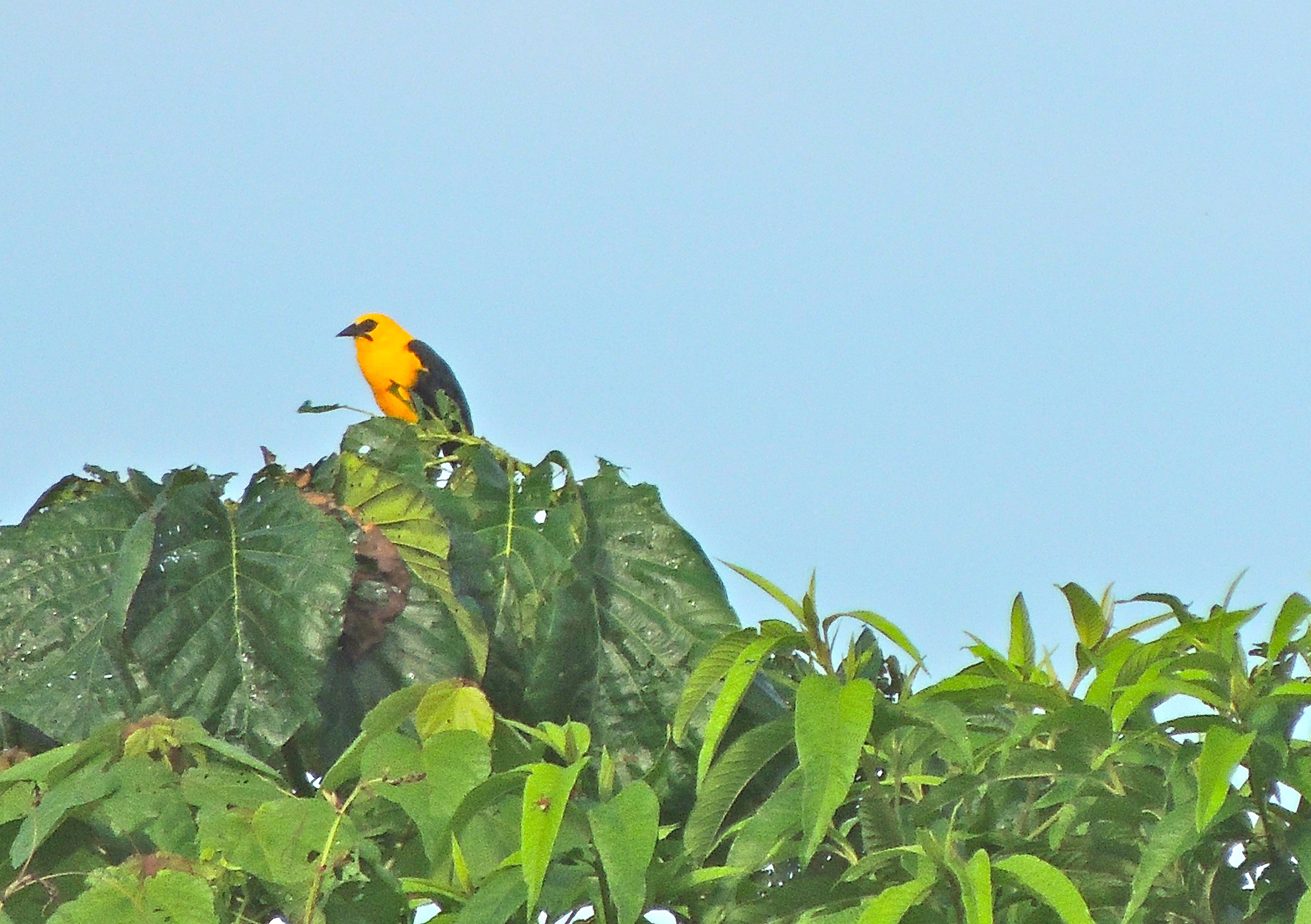 Oriole Blackbird