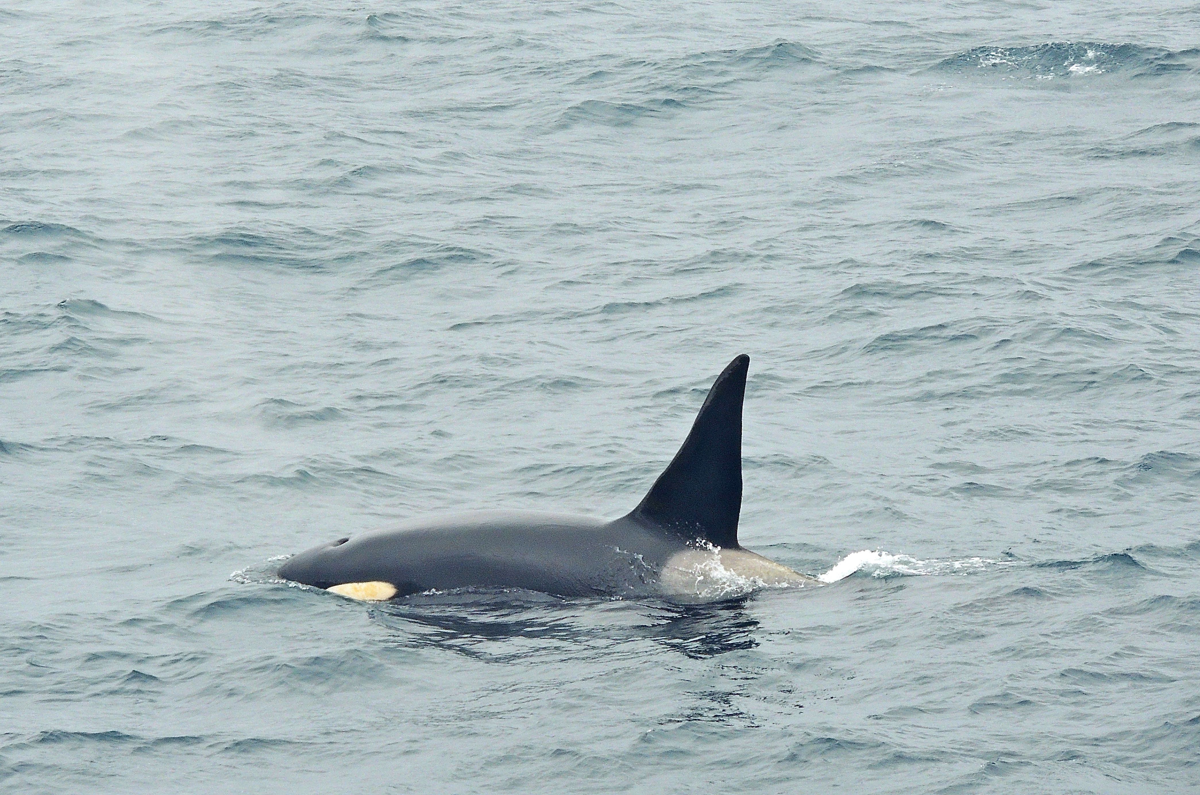 Orca