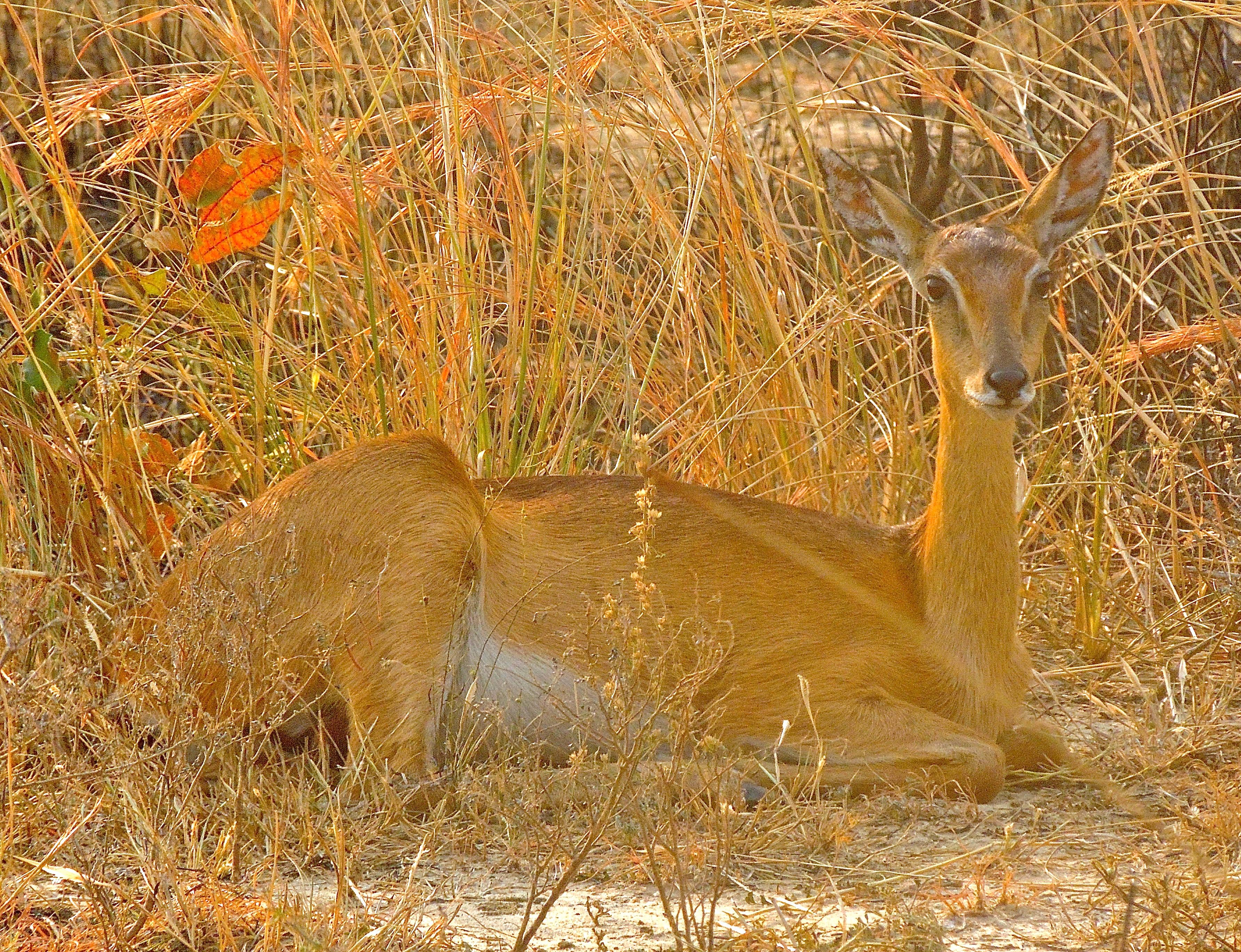 Oribi Female