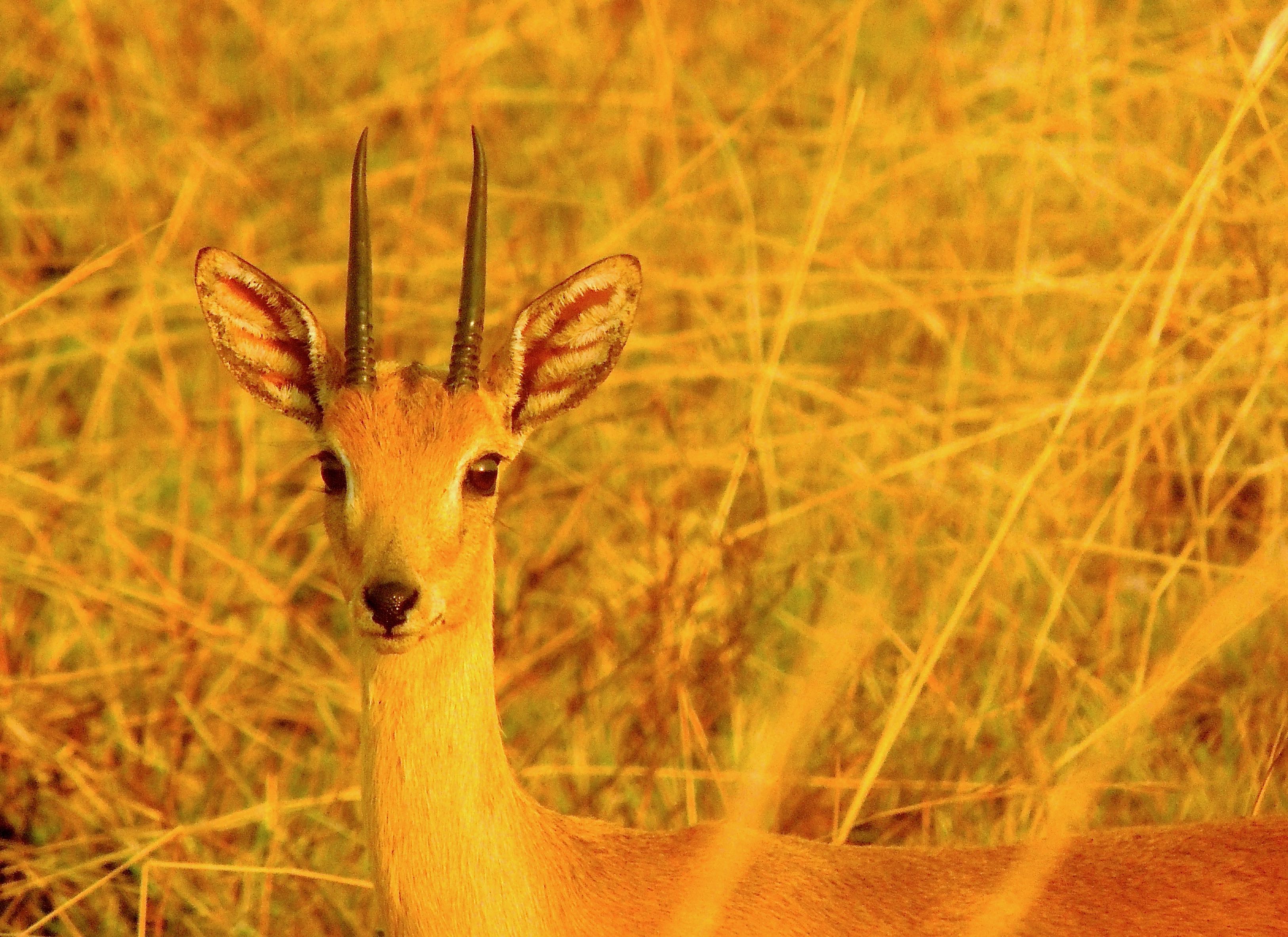 Oribi Male