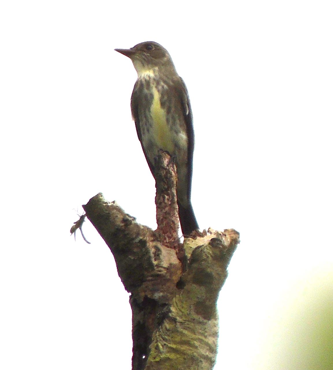 Olive-sided Flycatcher