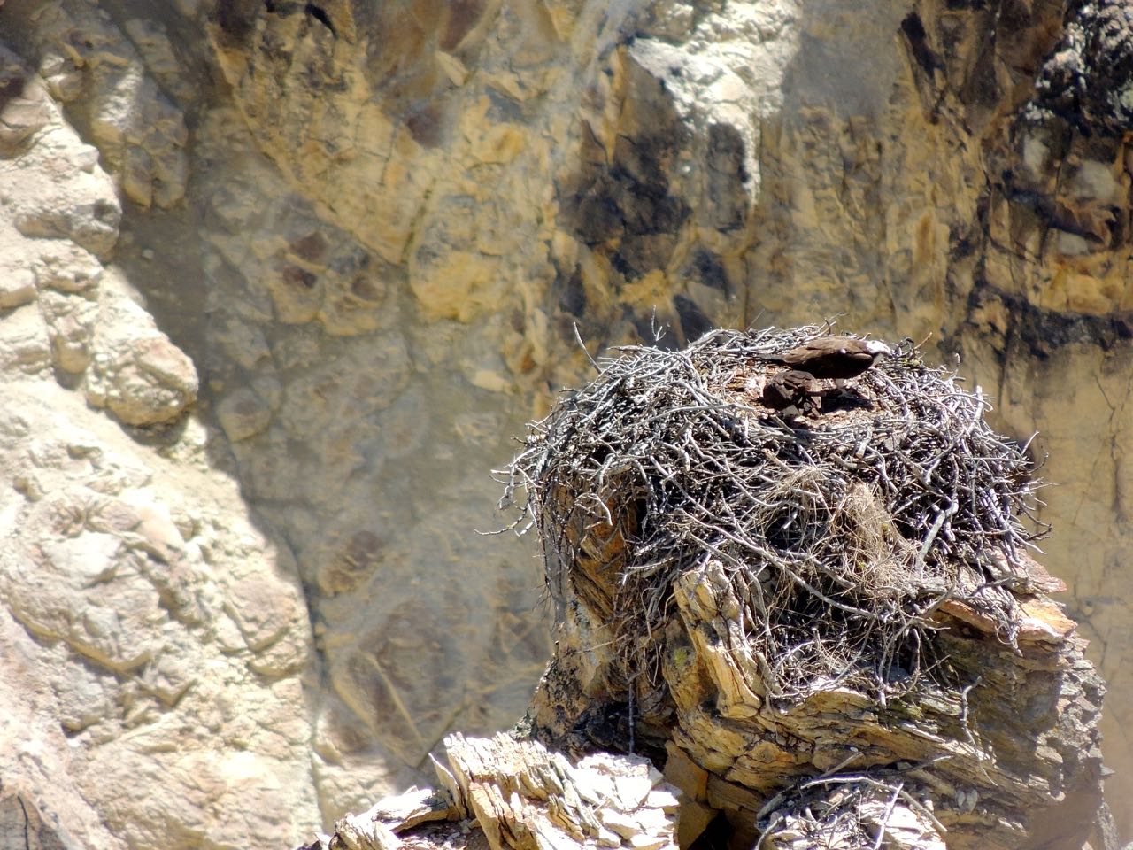 Osprey Nest