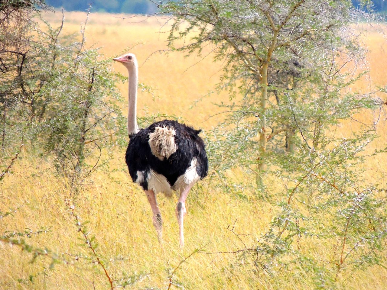 Ostrich