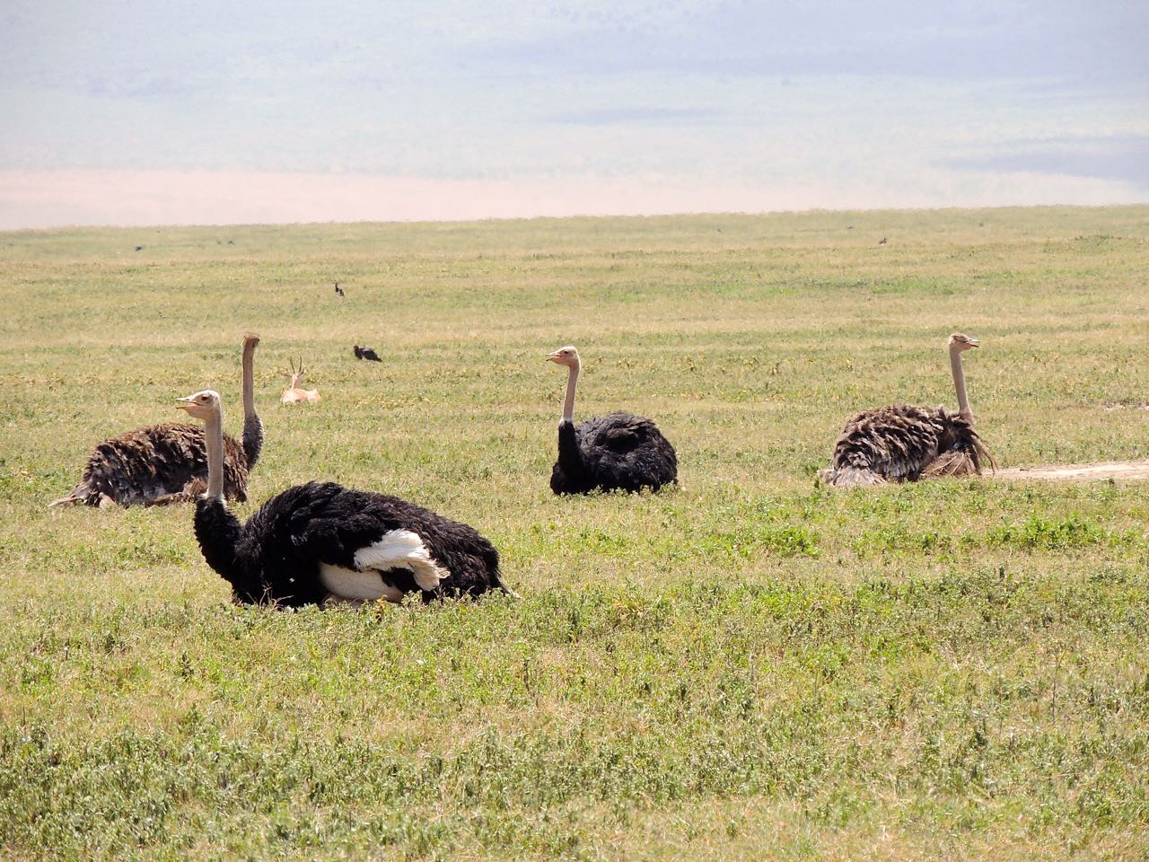 Ostriches