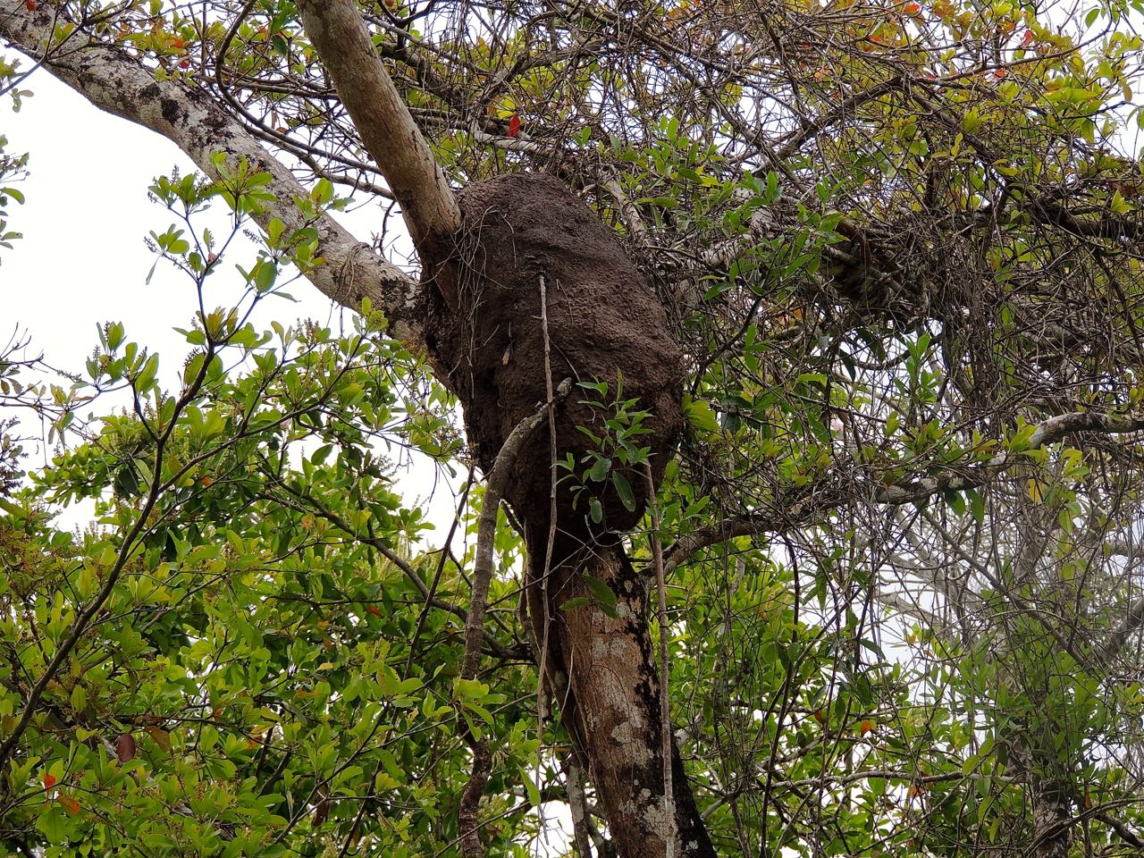 Olive-throated Parakeet Nest