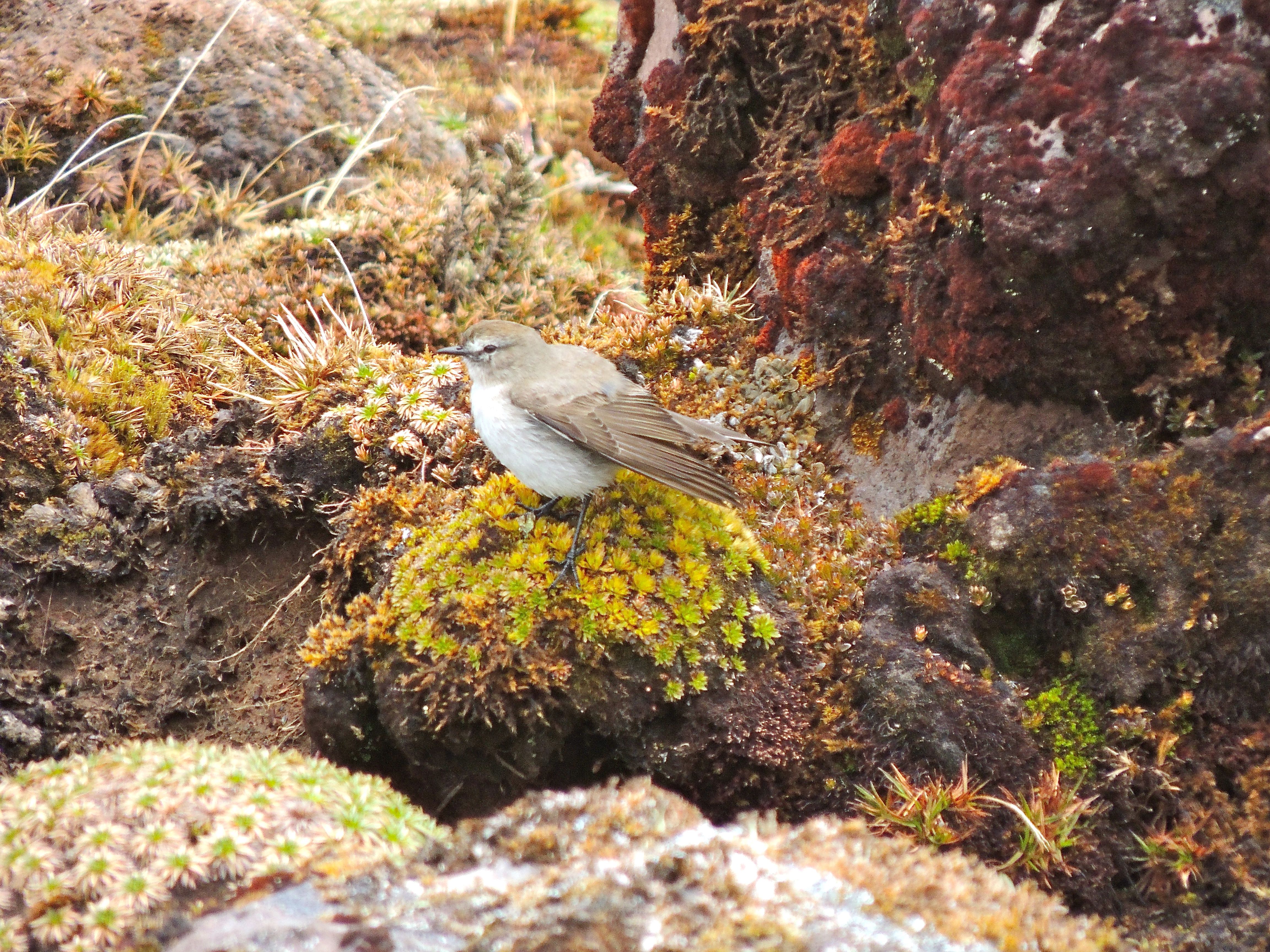 Paramo Ground-Tyrant