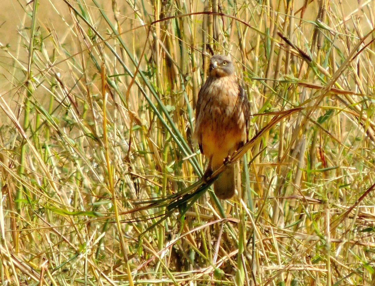 Pallid Harrier