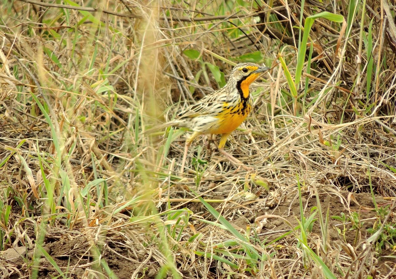 Pangani Longclaw