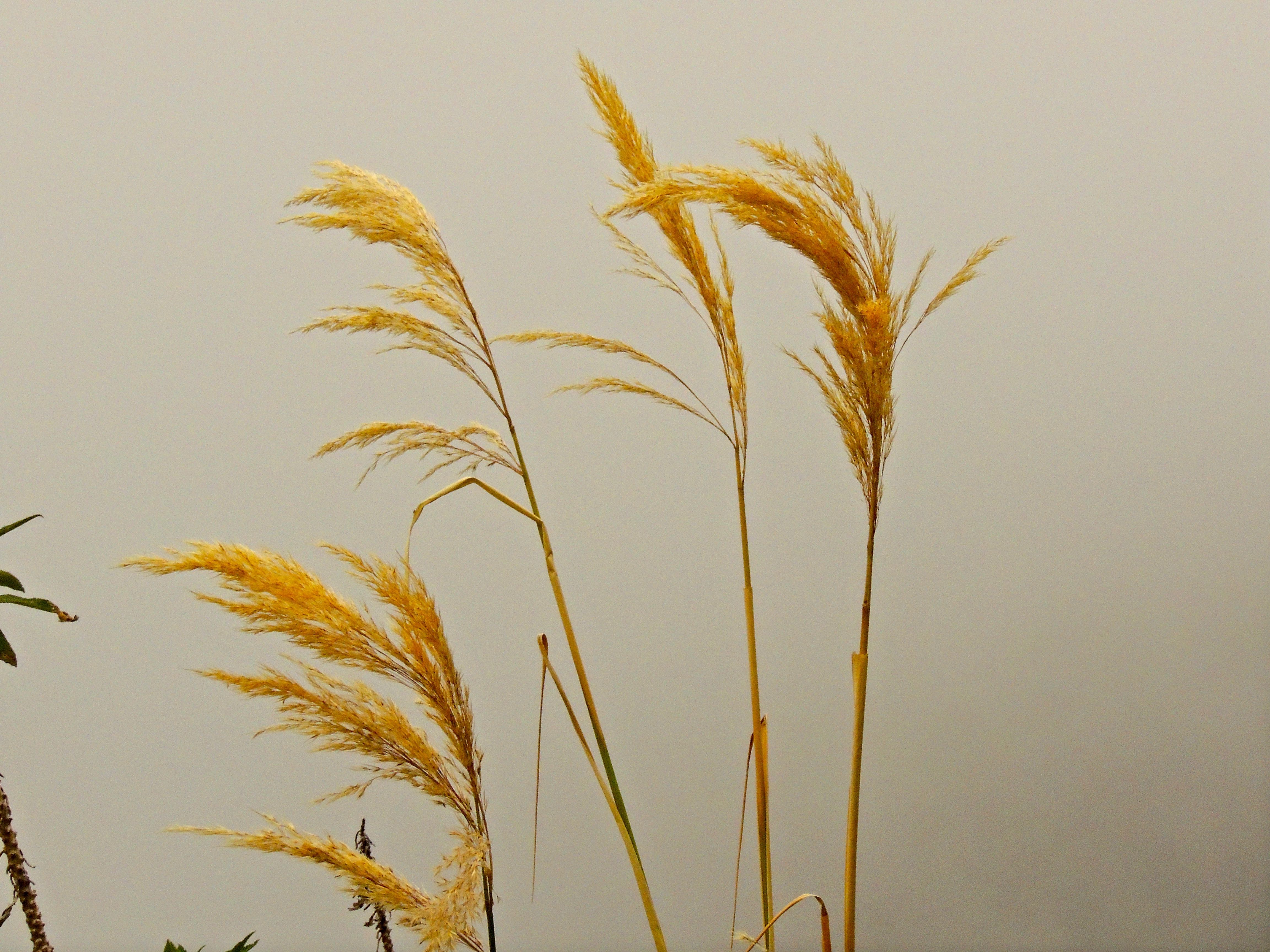 Pampas Grass