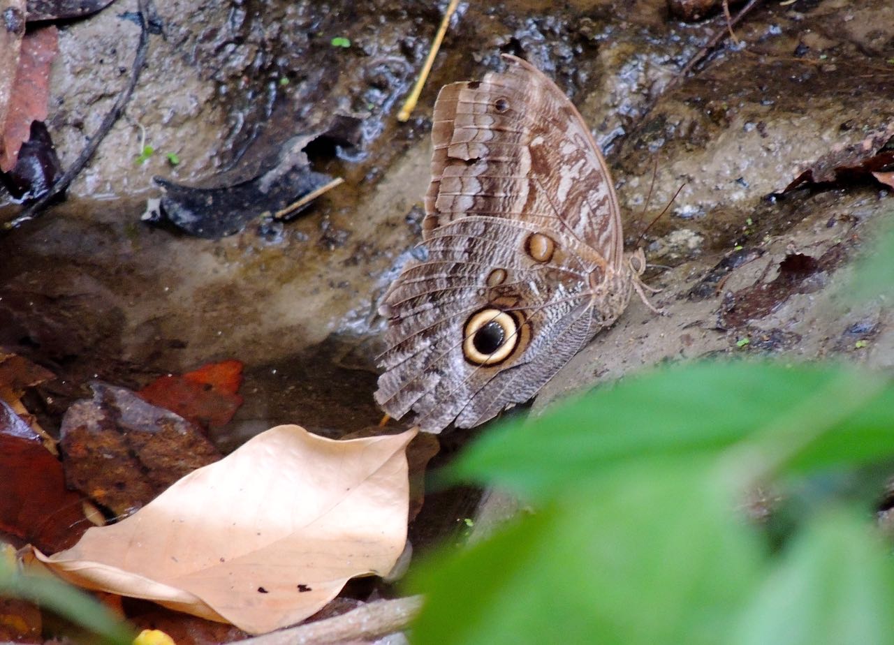 Pale Owl