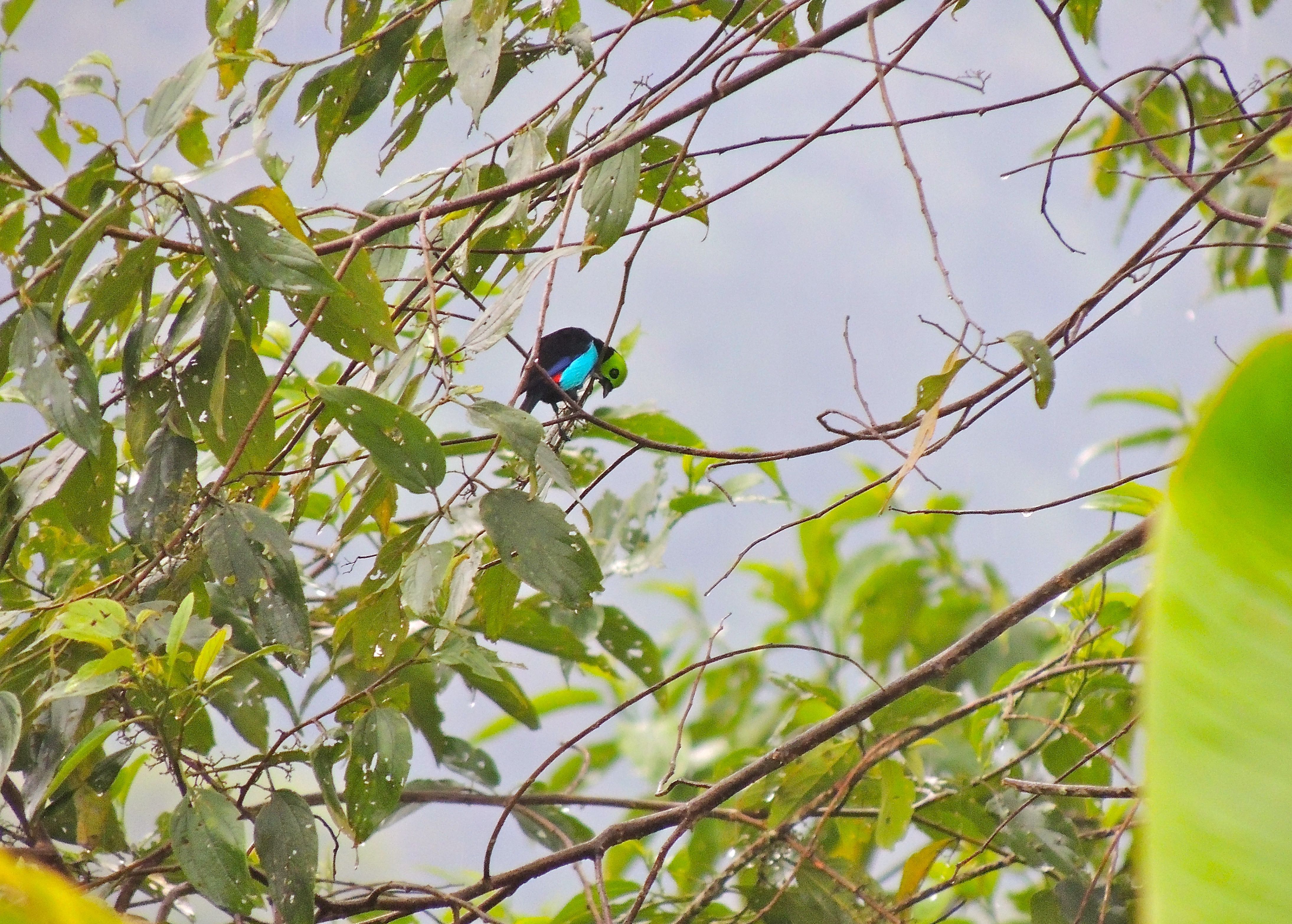 Paradise Tanager