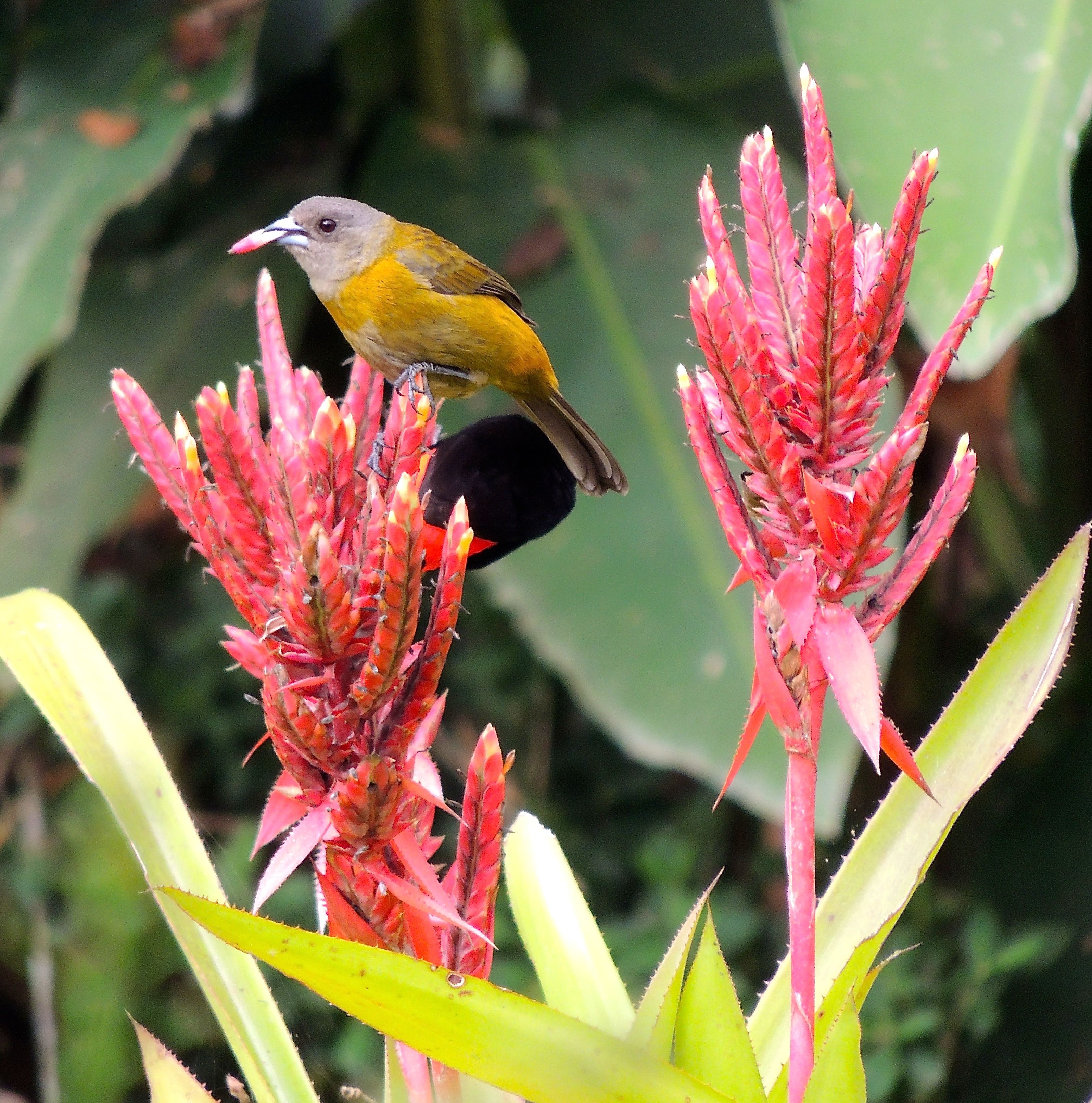 Passerini's Tanagers