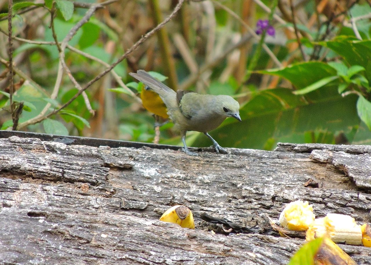 Palm Tanager