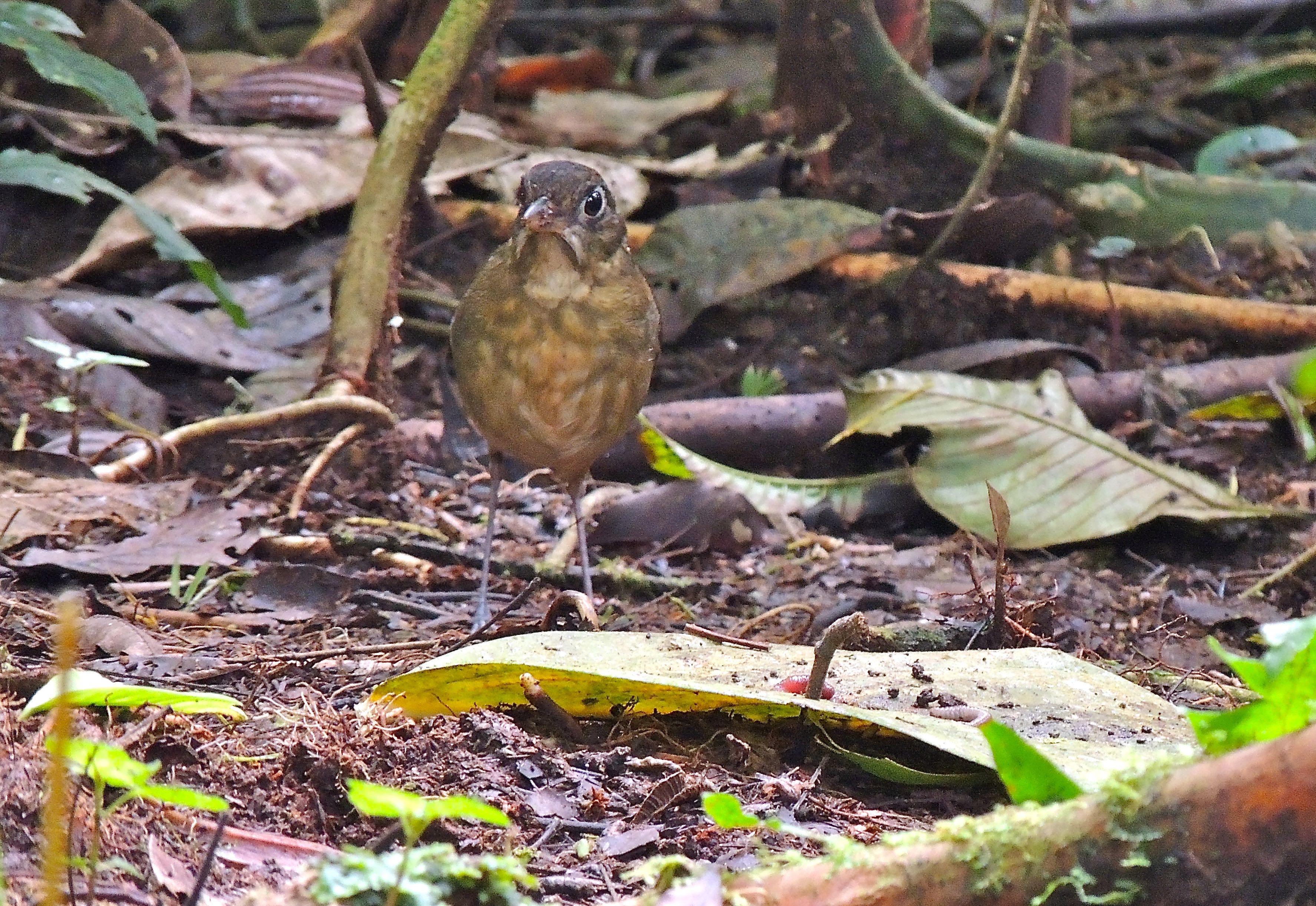 Plain-backed Antpitta