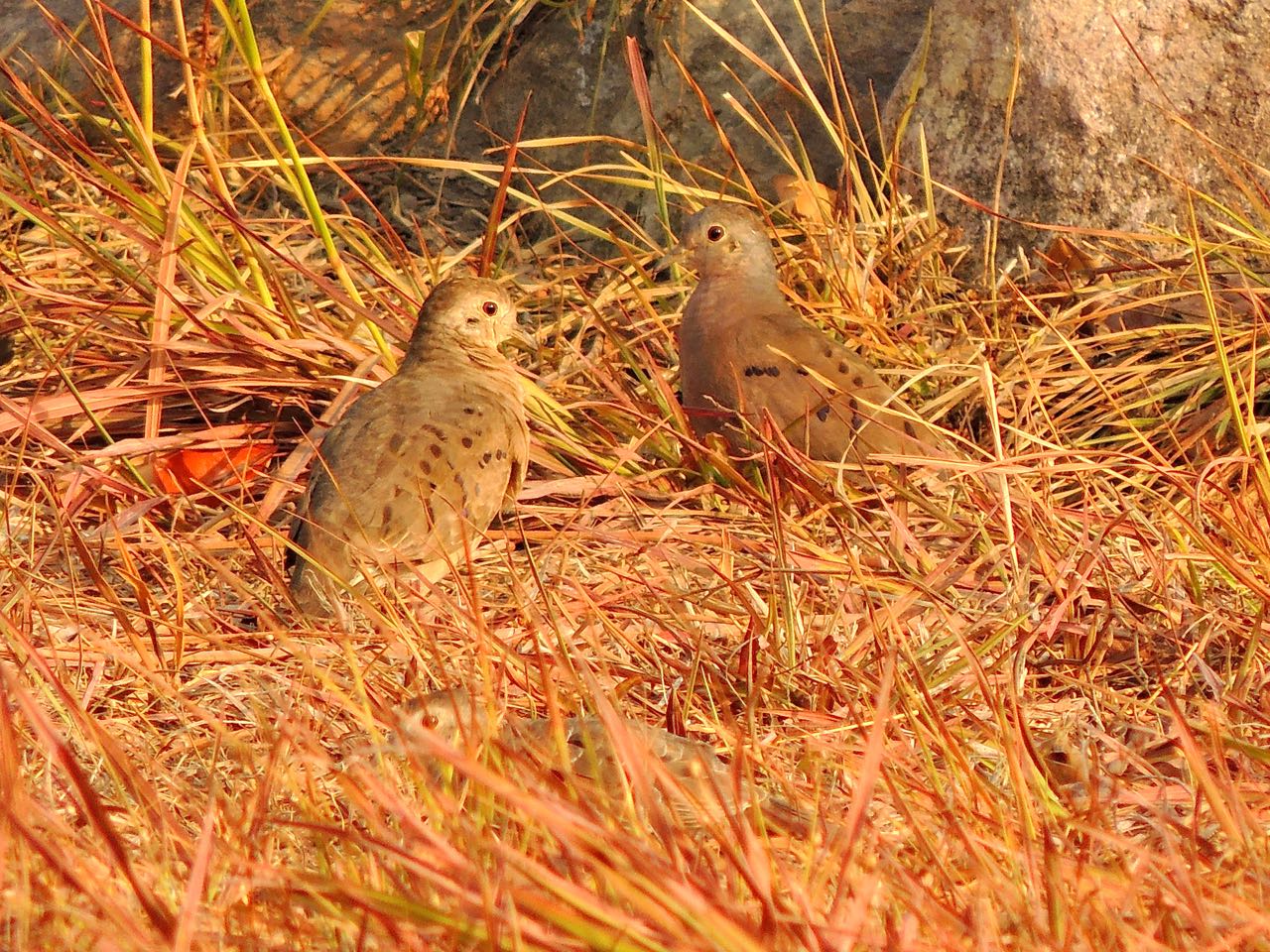 Plain-breasted Ground-Doves