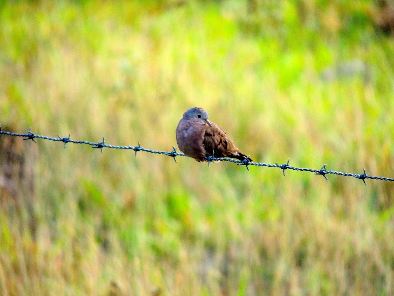 Plain-breasted Ground-Dove