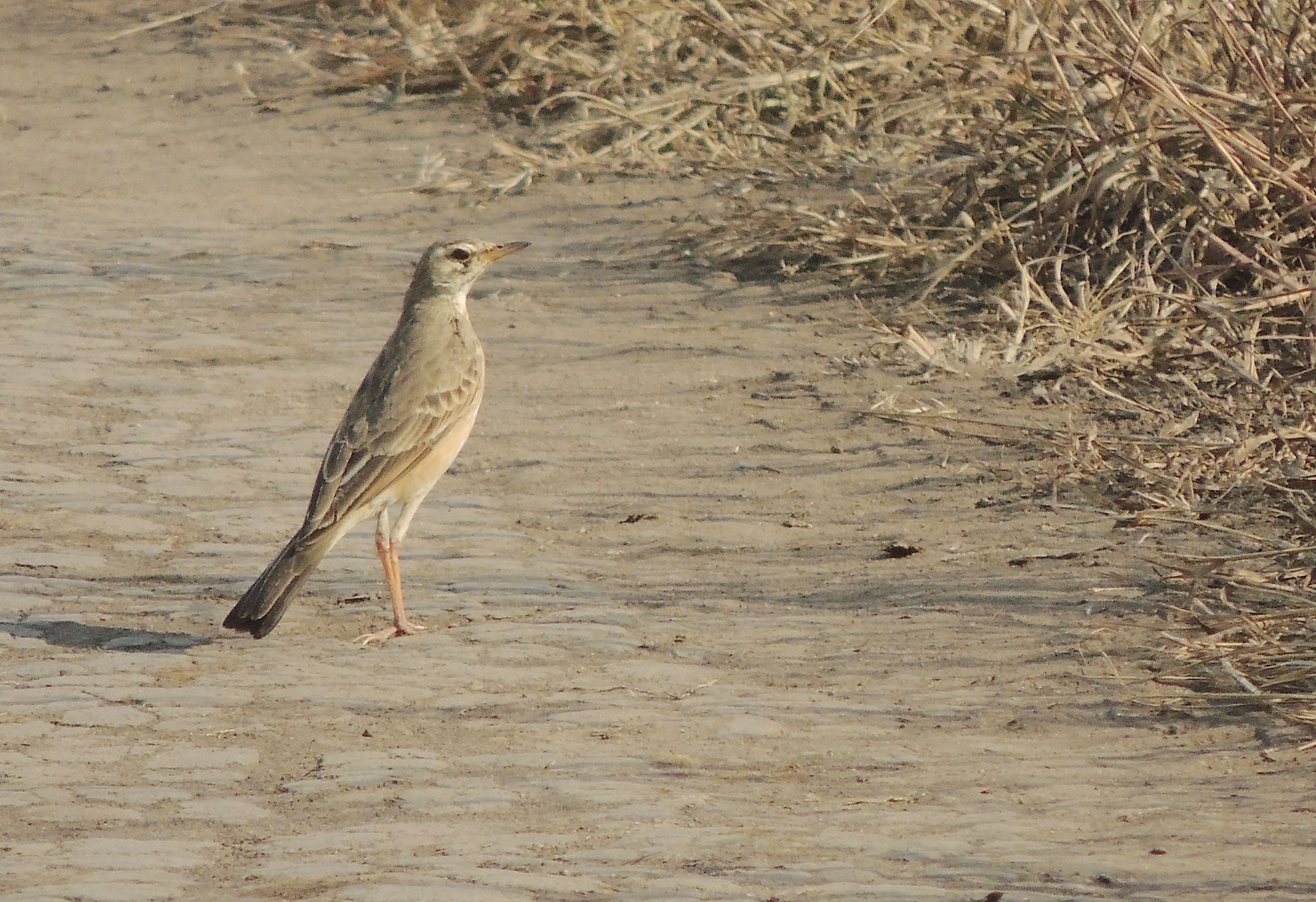 Plain-backed Pipit