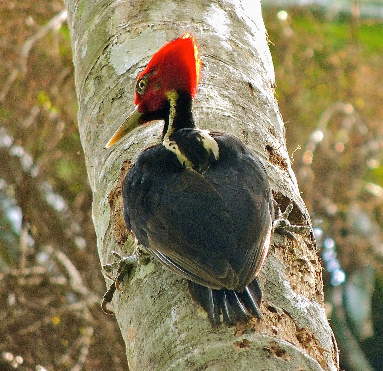 Pale-billed Woodpecker