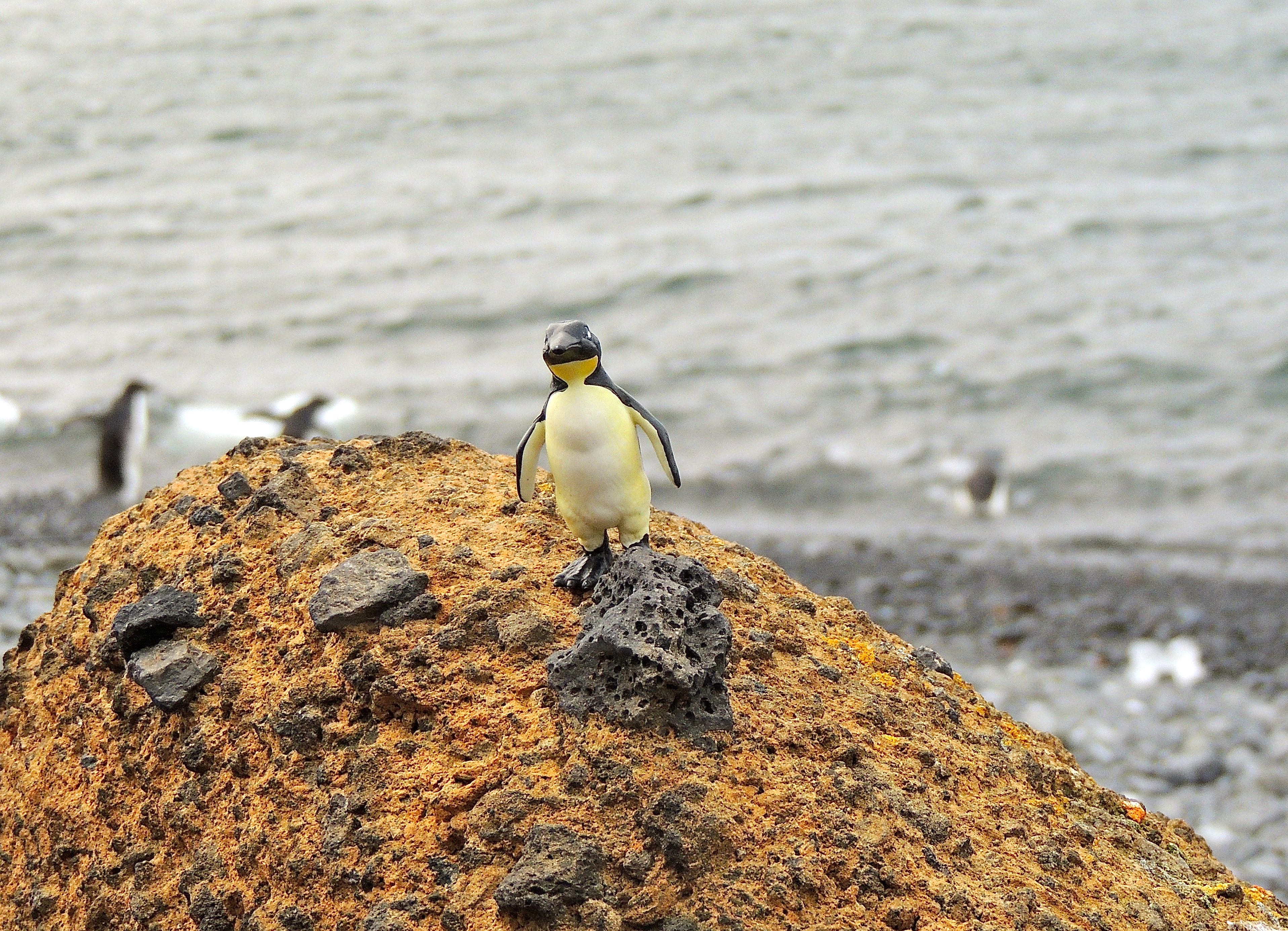 Penguin Toy in Antarctica