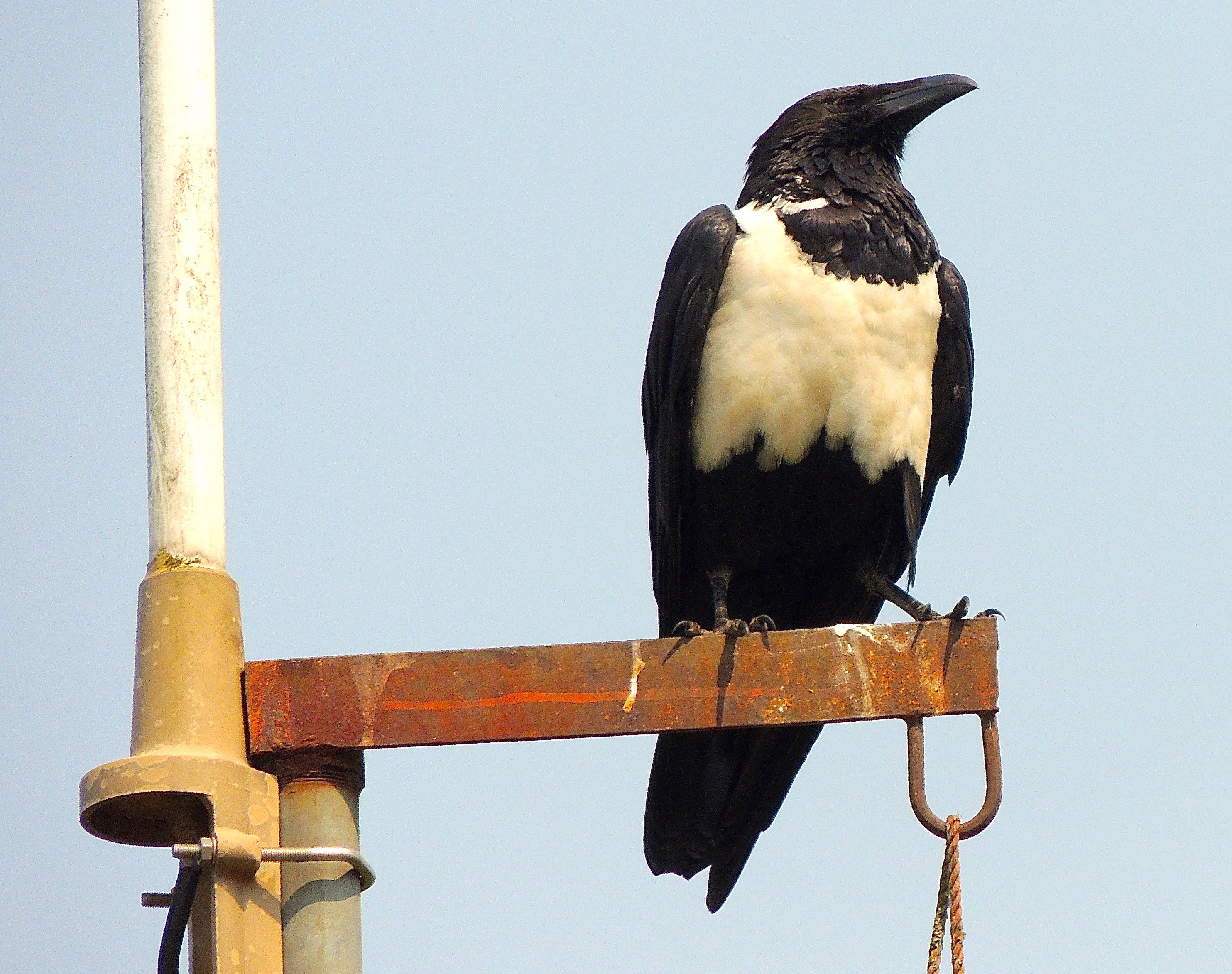 Pied Crow