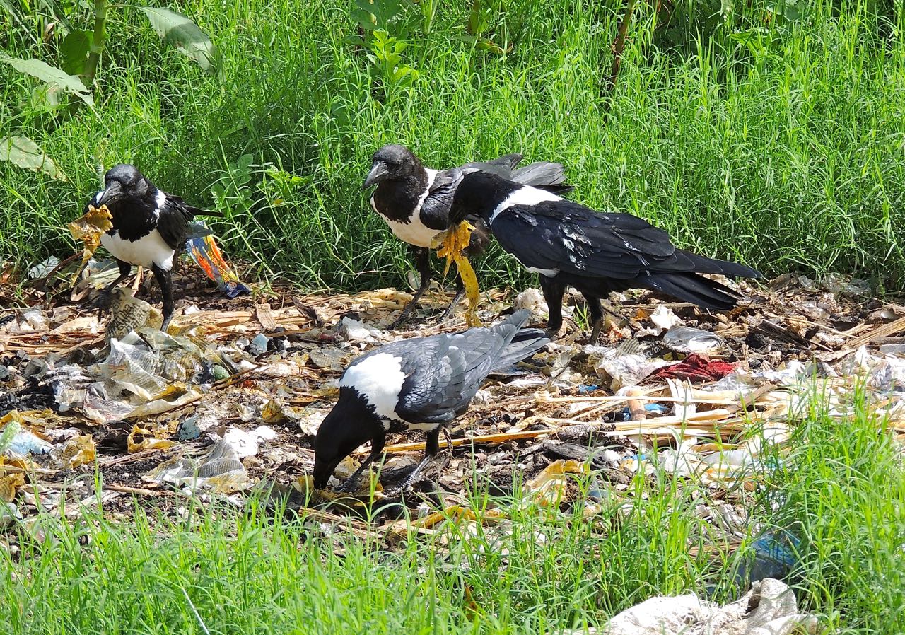 Pied Crow