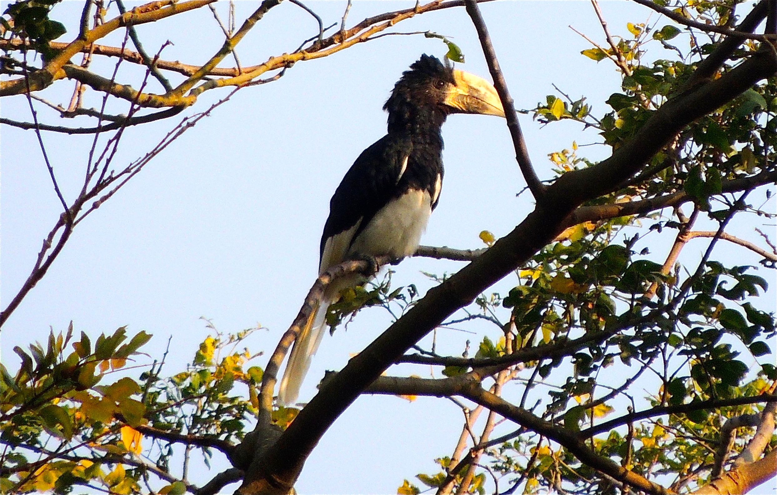 Piping Hornbill