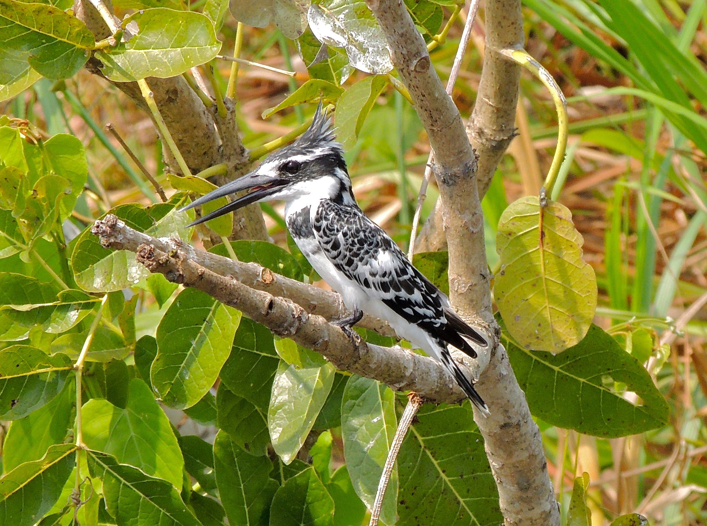 Pied Kingfisher