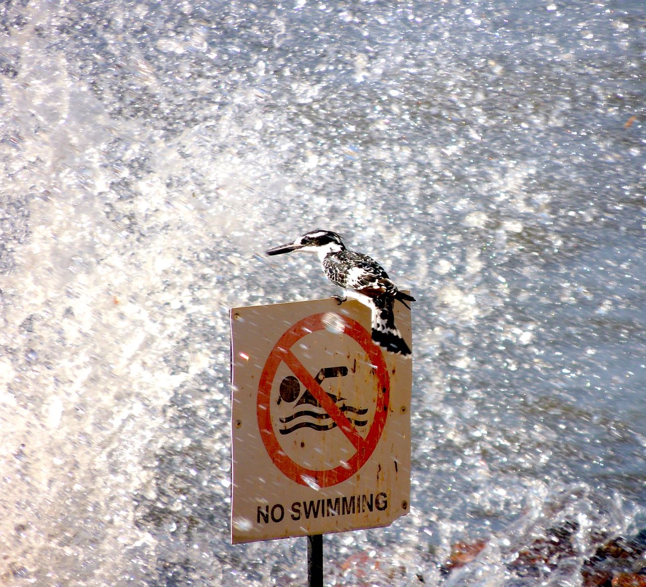 Pied Kingfisher