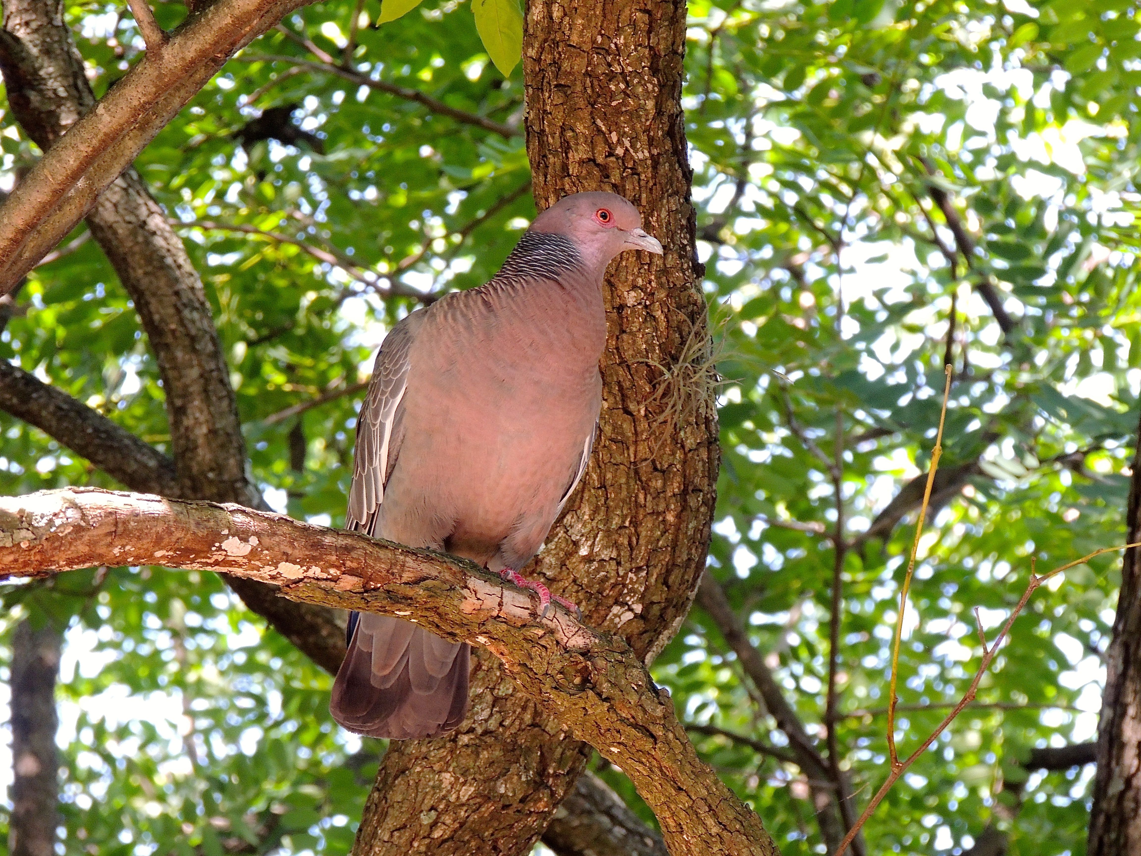 Picazuro Pigeon