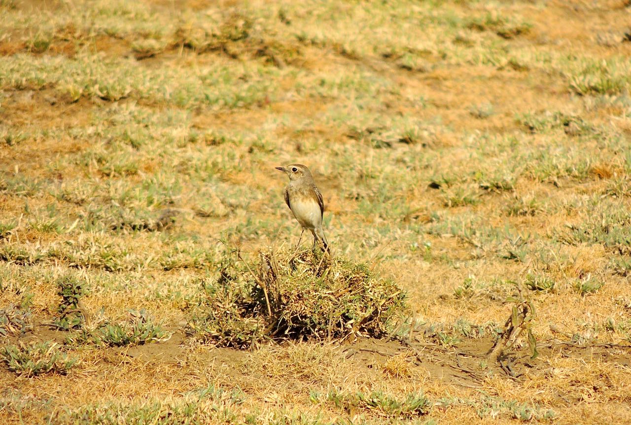 Pied Wheatear