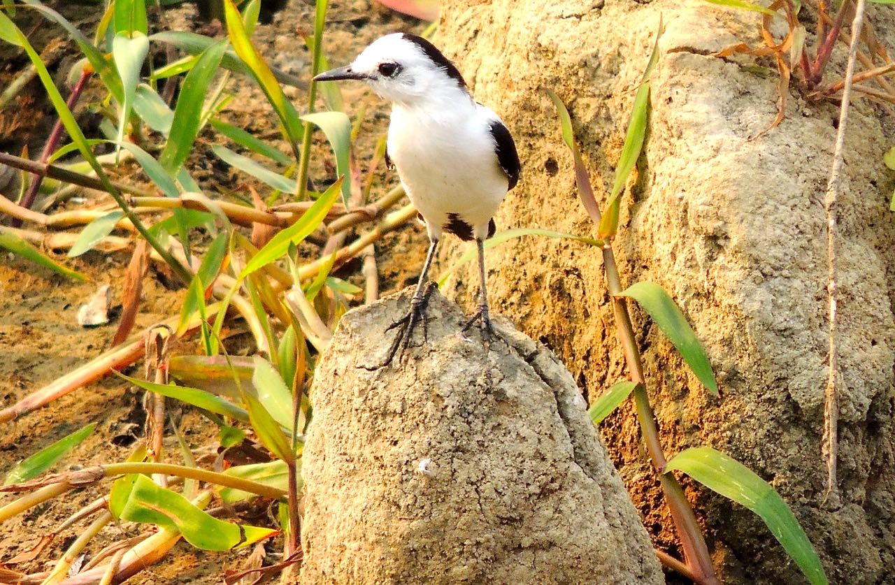 Pied Water-Tyrant