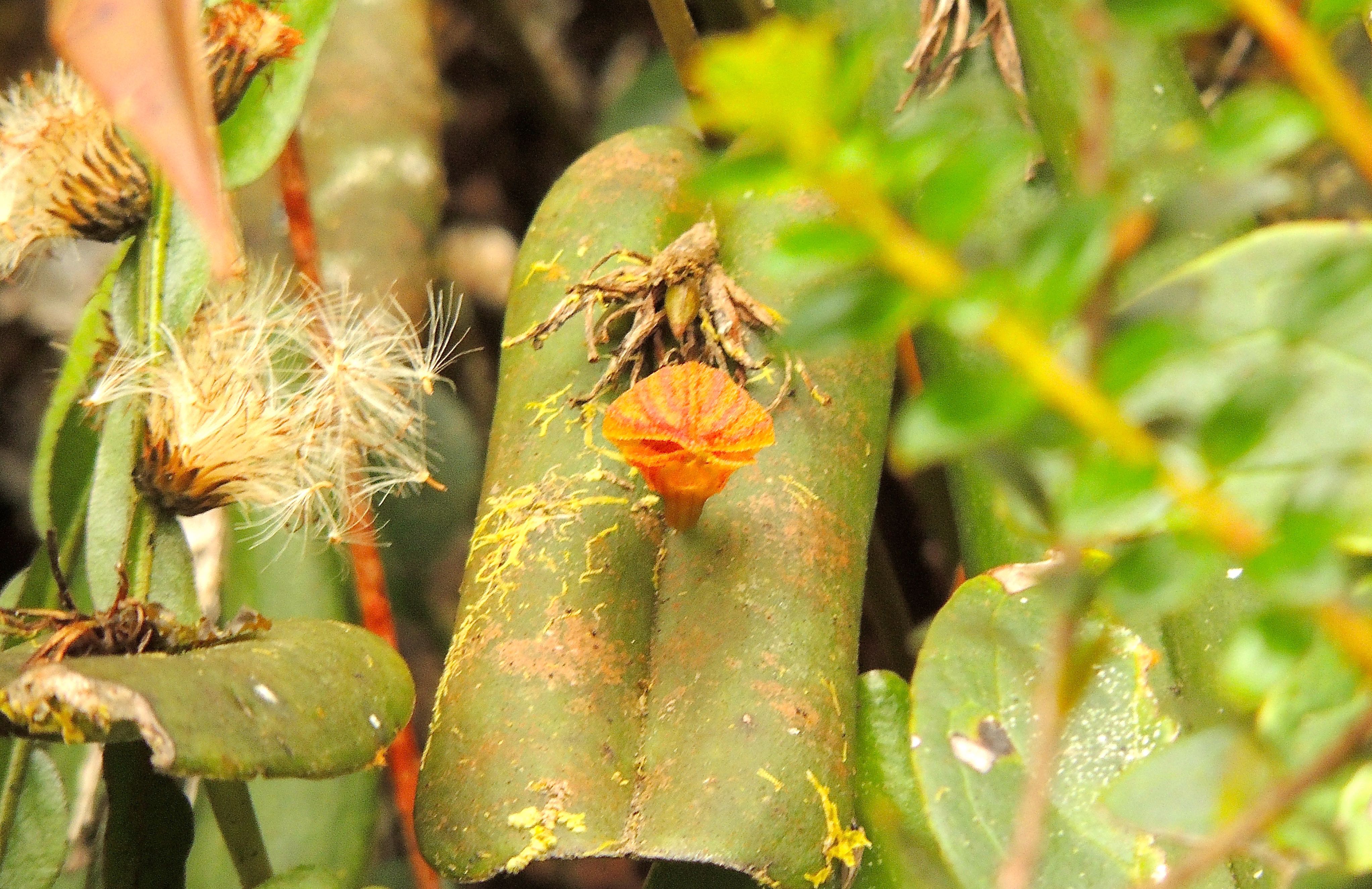 Pleurothallis Orchid