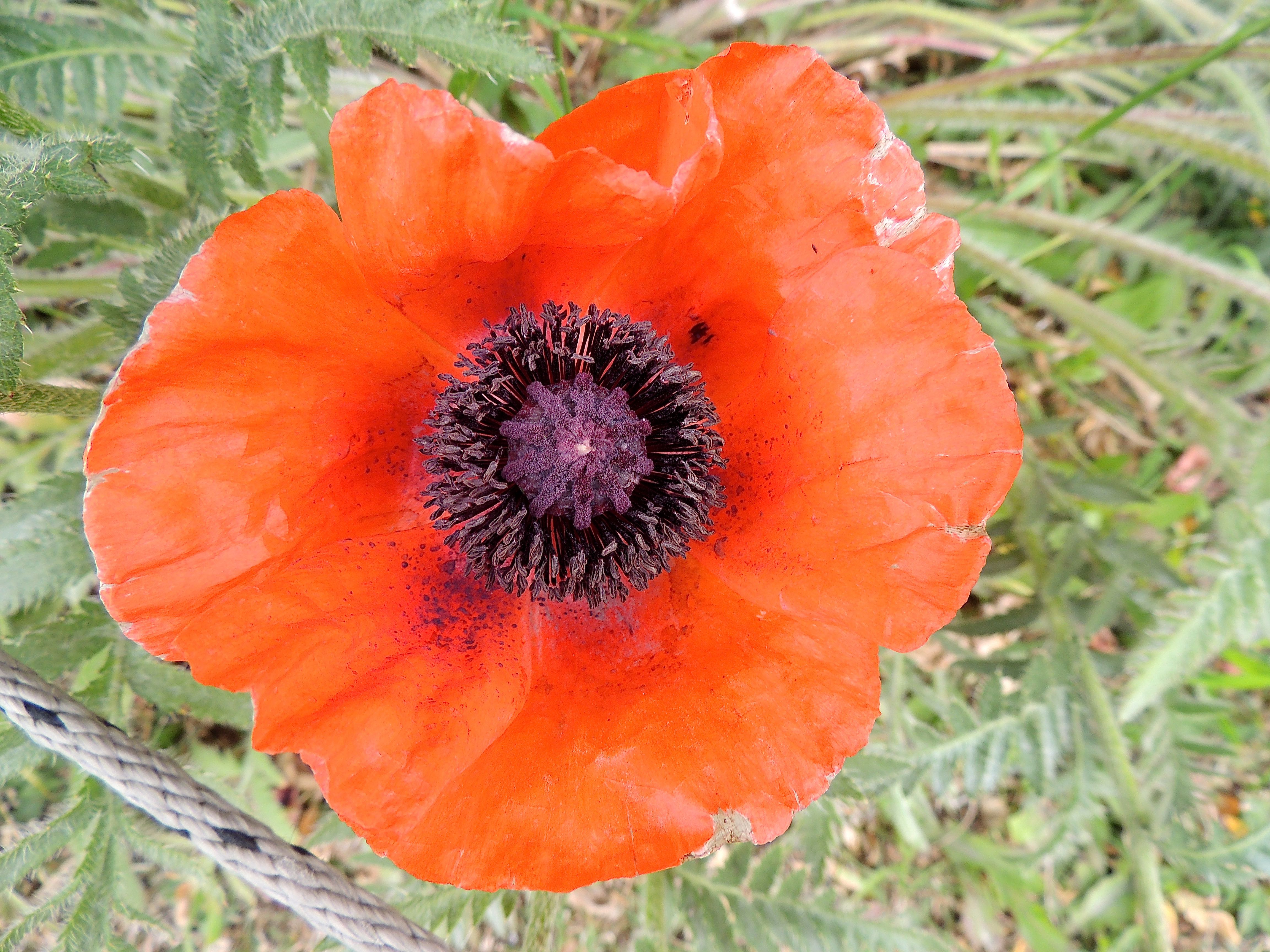 Ushuaia Poppy