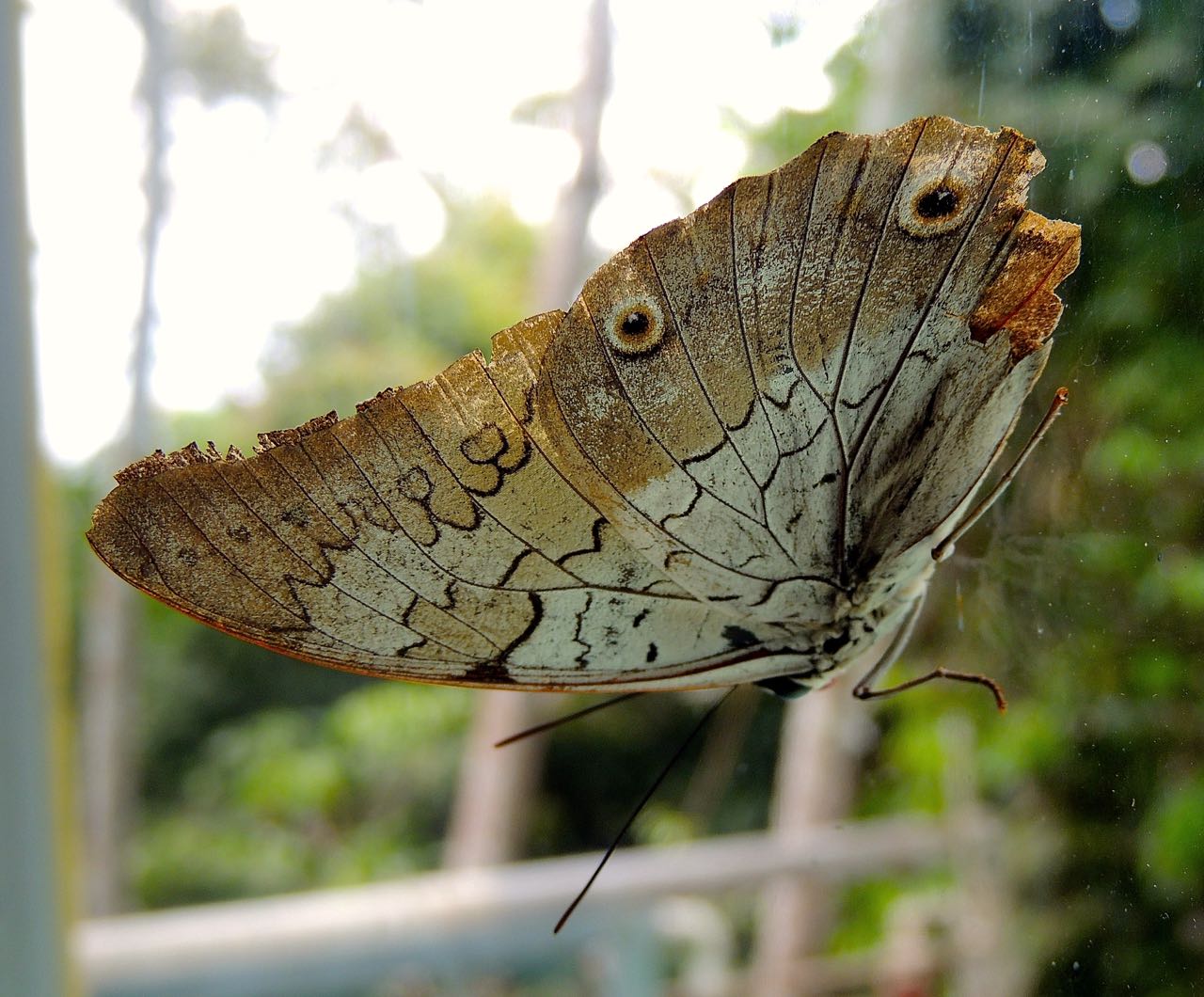 Yellow-tufted Prepona