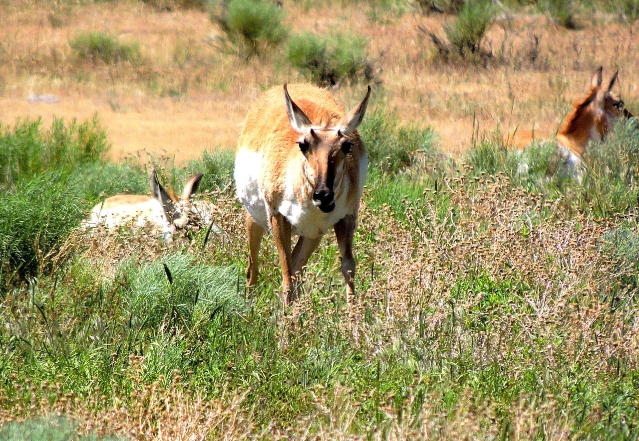 Pronghorns