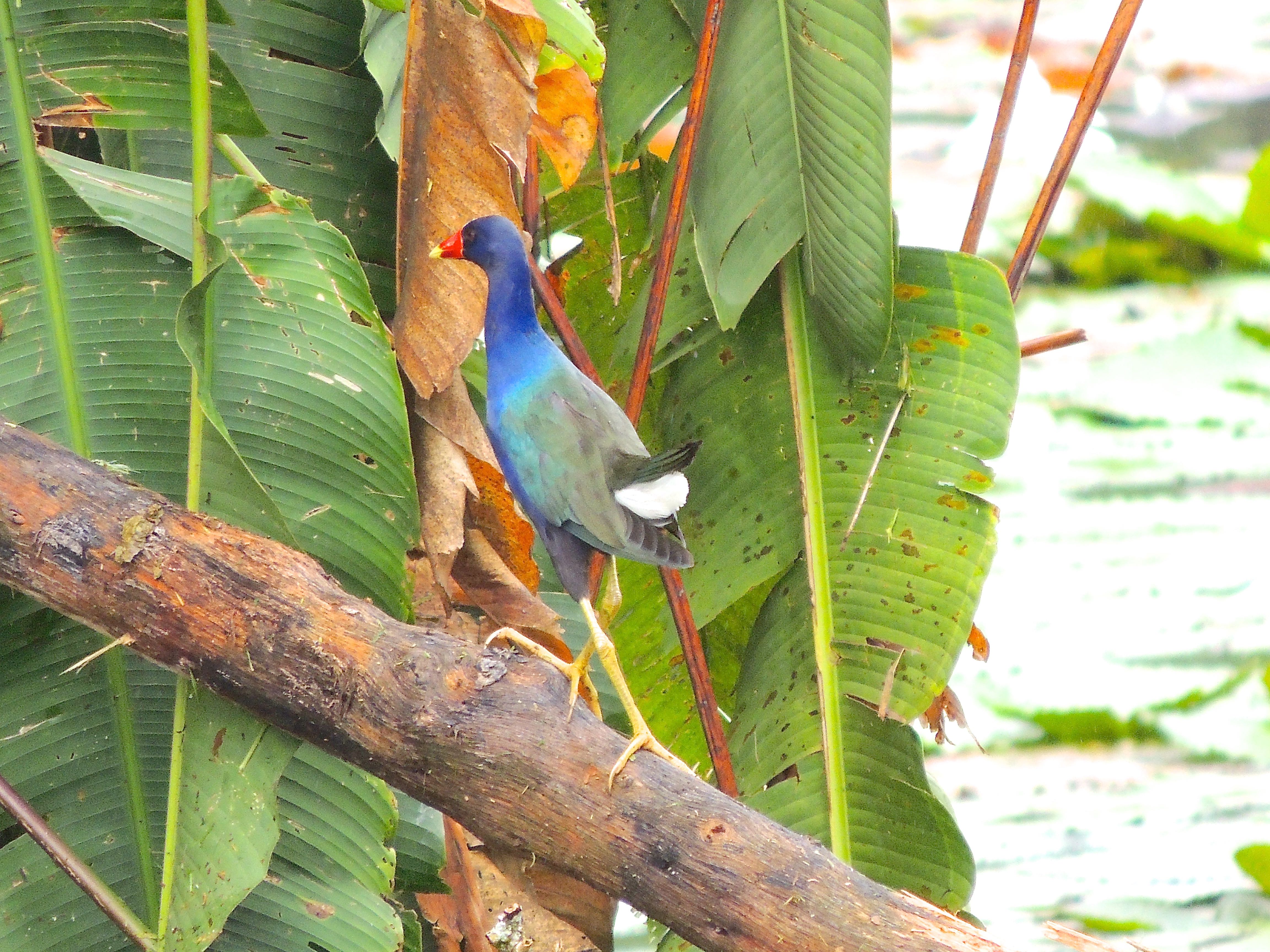 Purple Gallinule