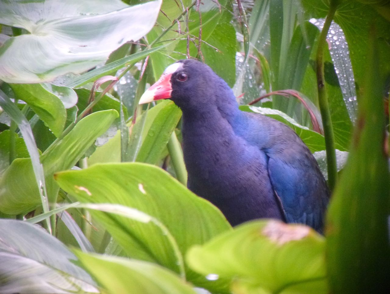 Purple Gallinule