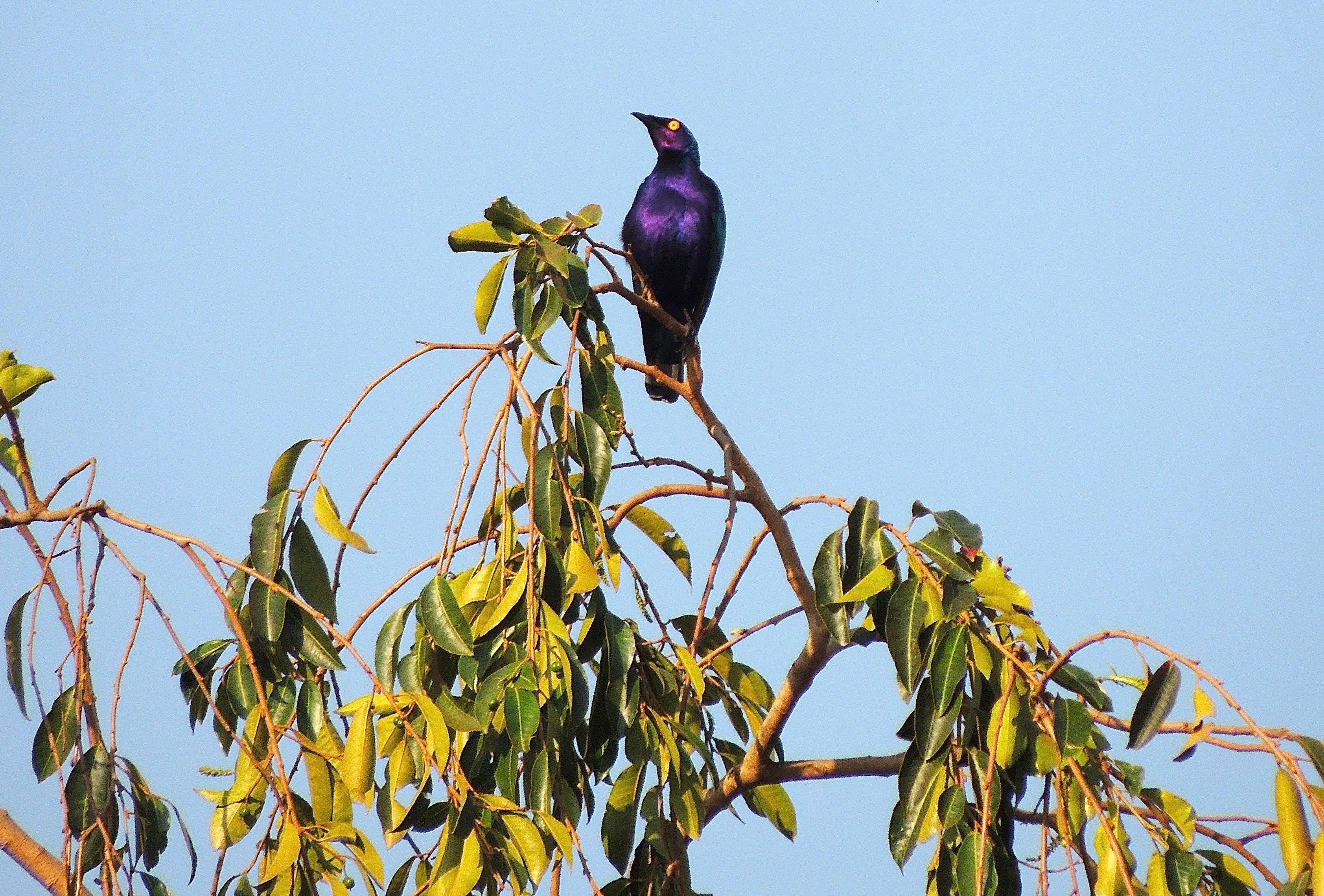 Purple Starling