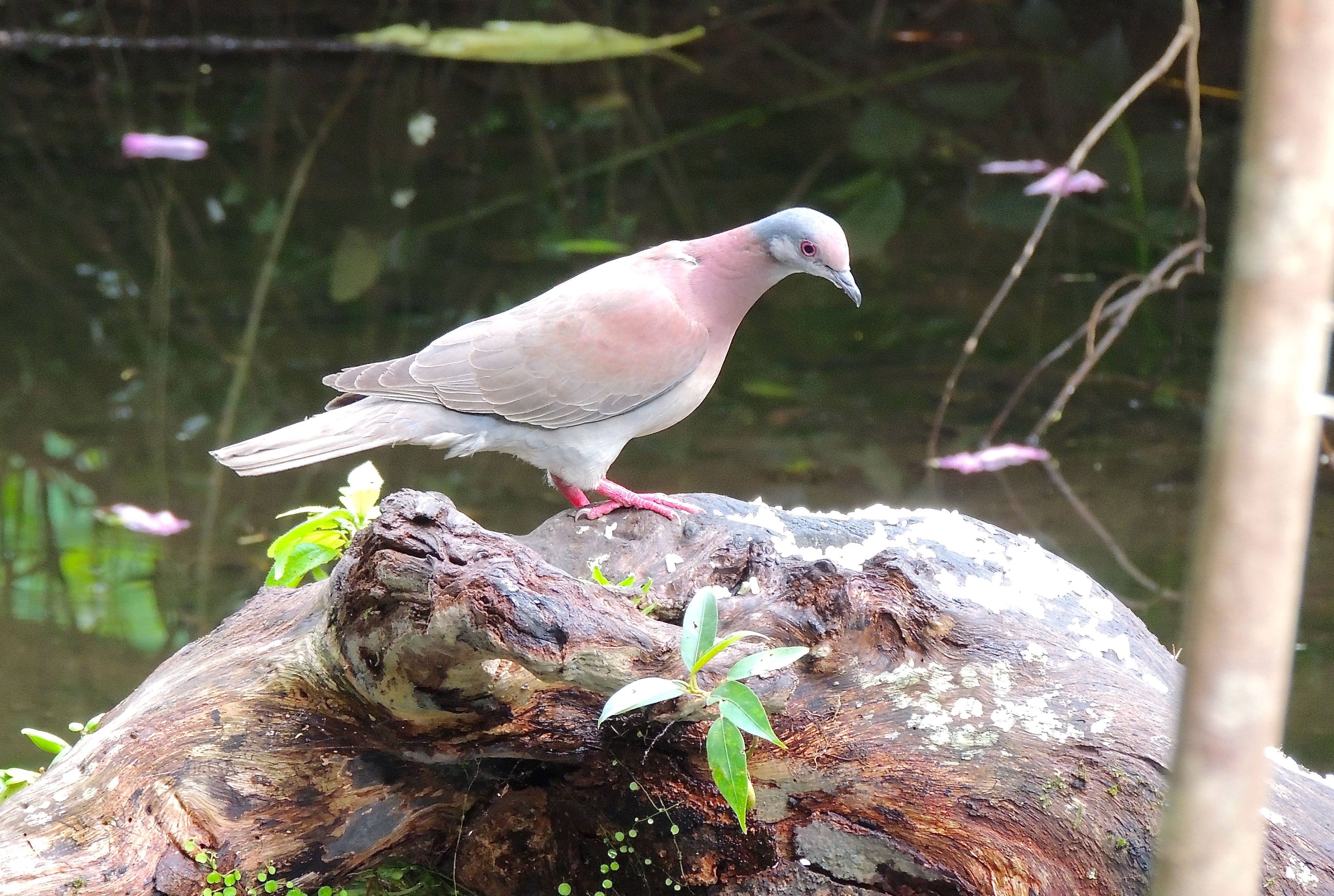 Pale-vented Pigeon