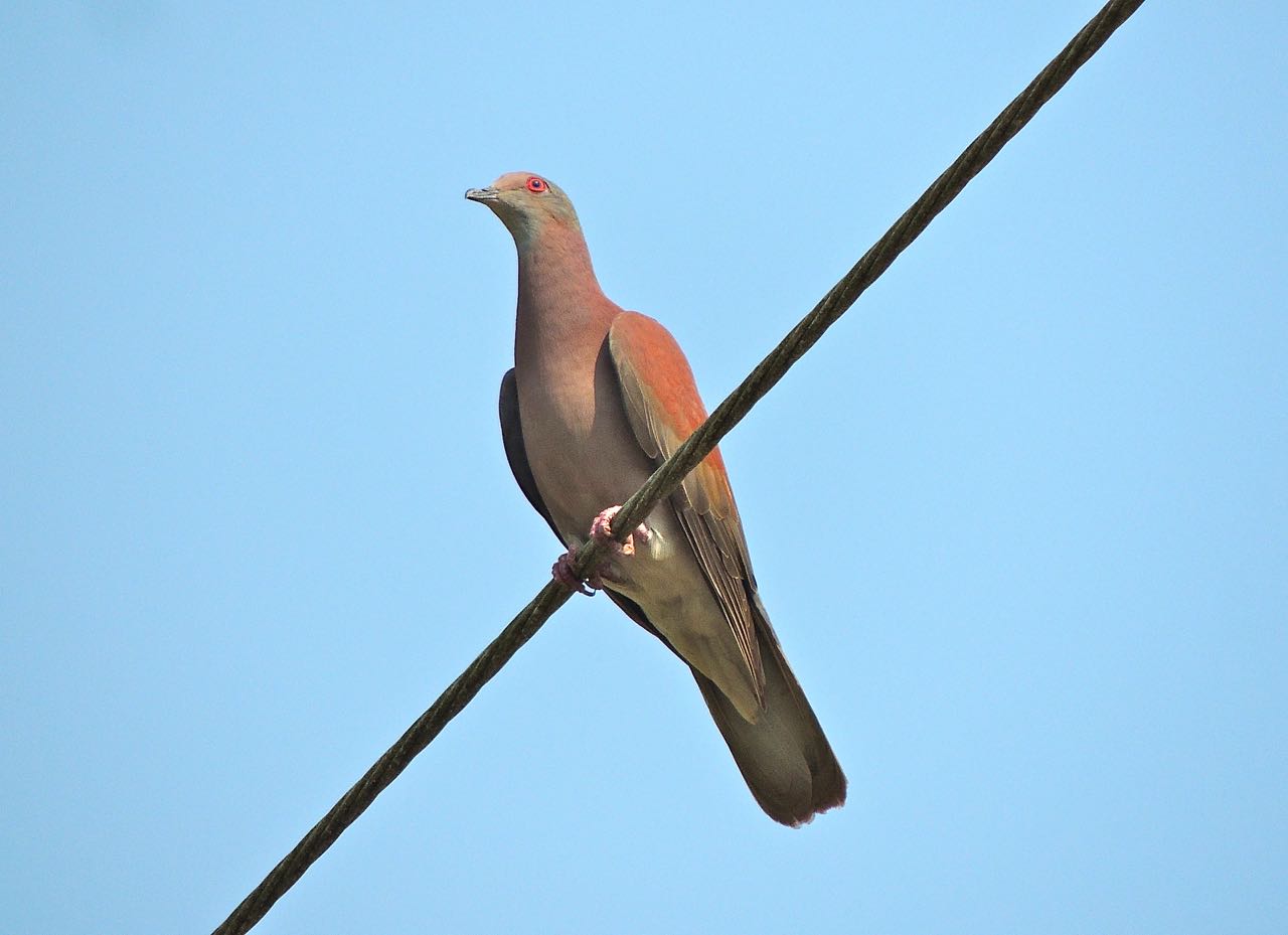 Pale-vented Pigeon