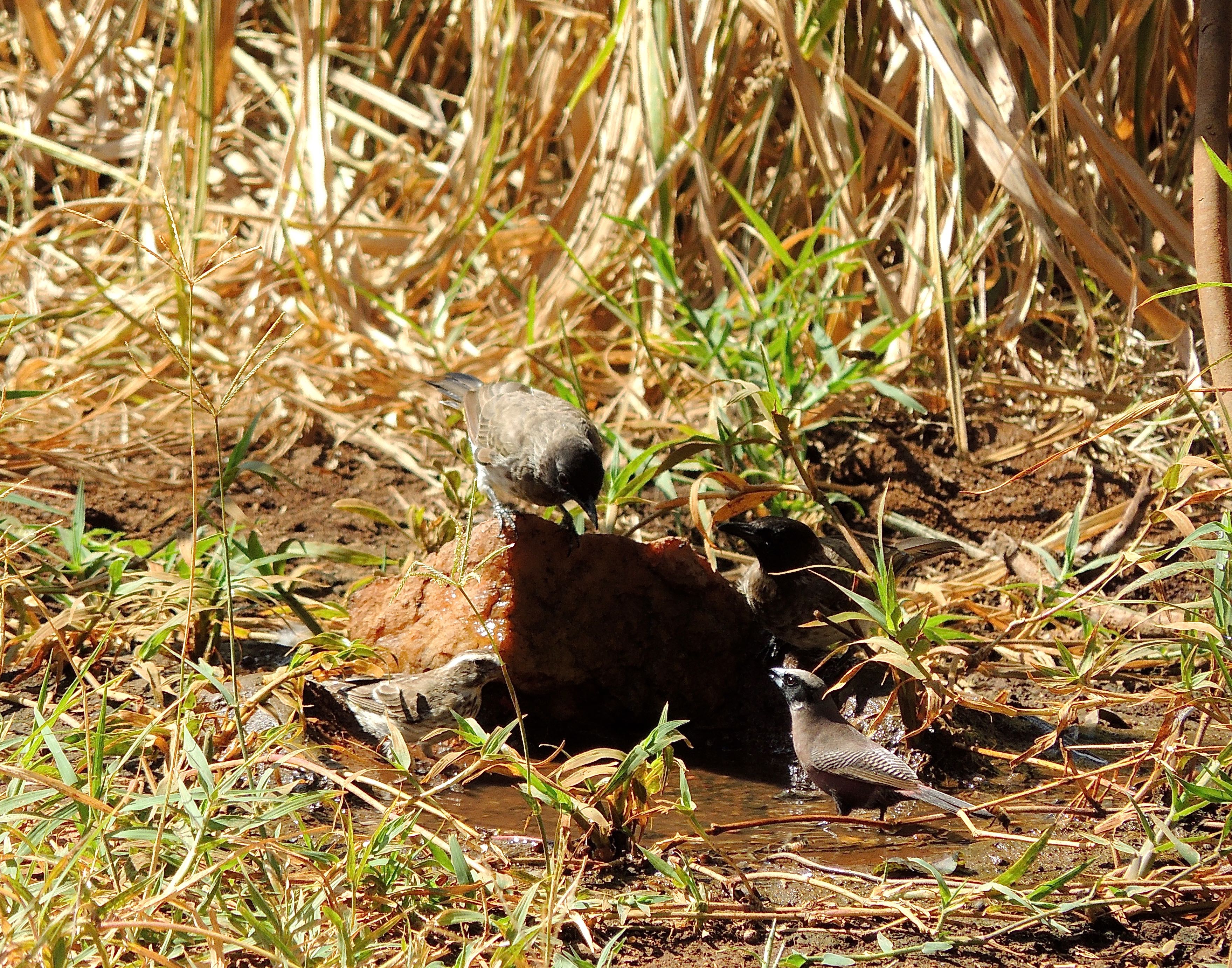 Quelia, Bulbul, and Black-faced Waxbill